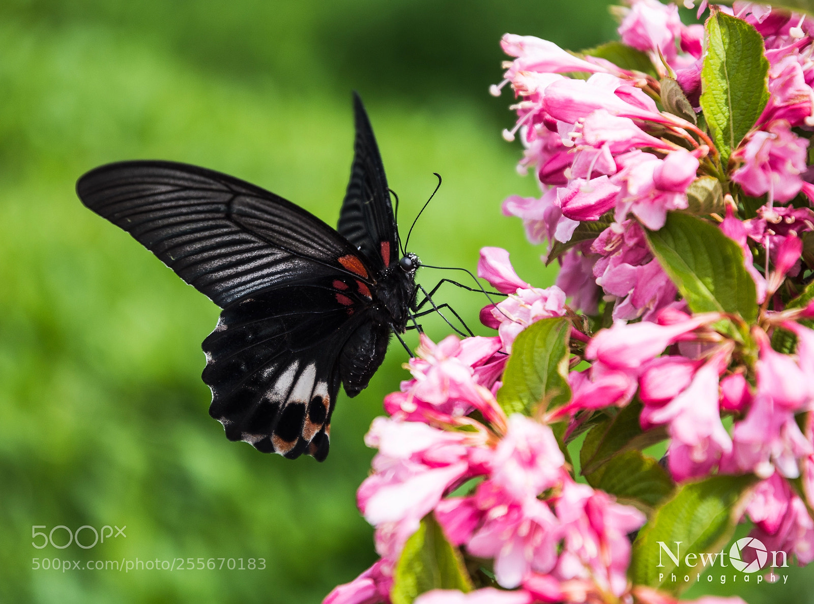 Nikon D7200 sample photo. Papilio protenor photography