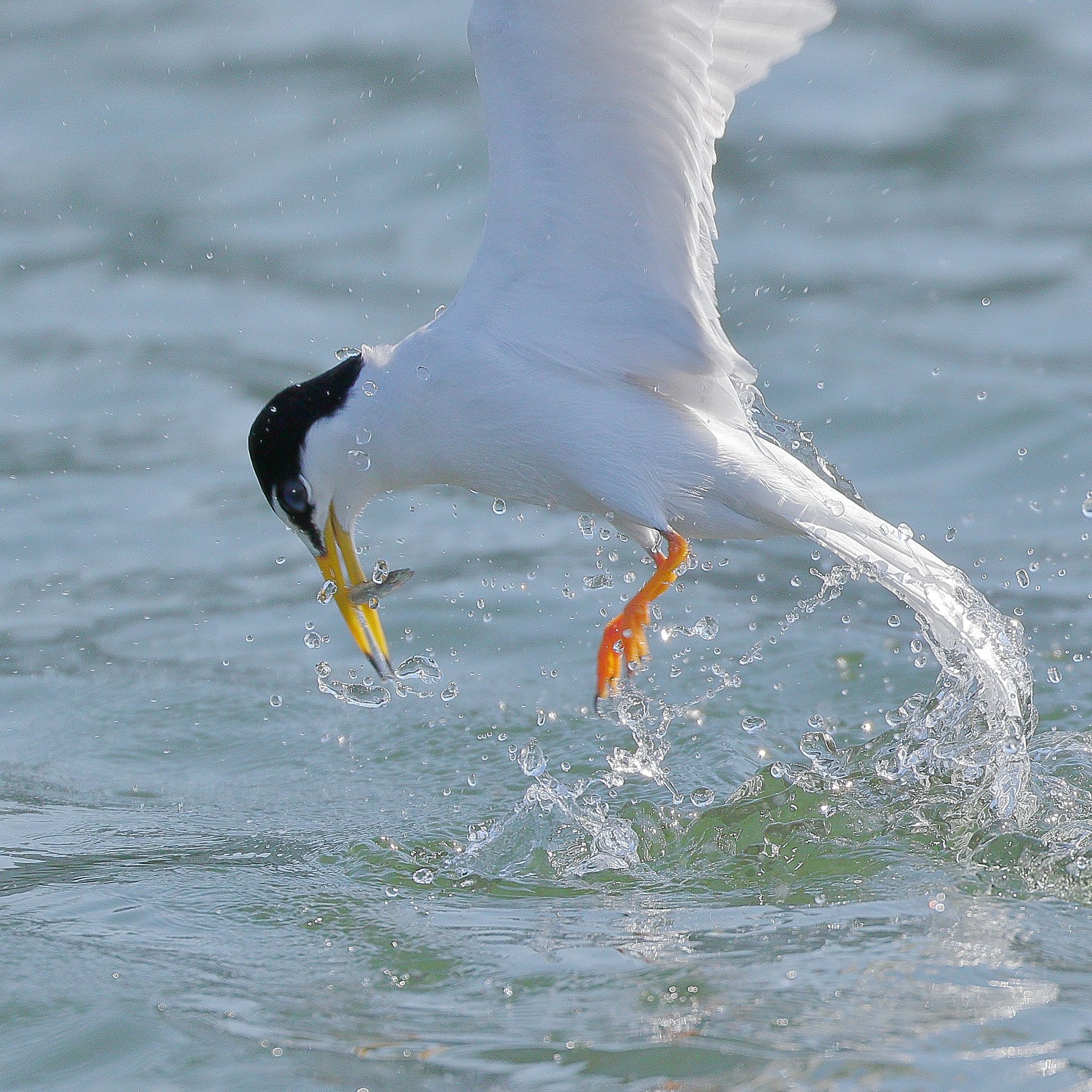 Canon EOS 7D Mark II sample photo. Littletern 7i2a8140 photography