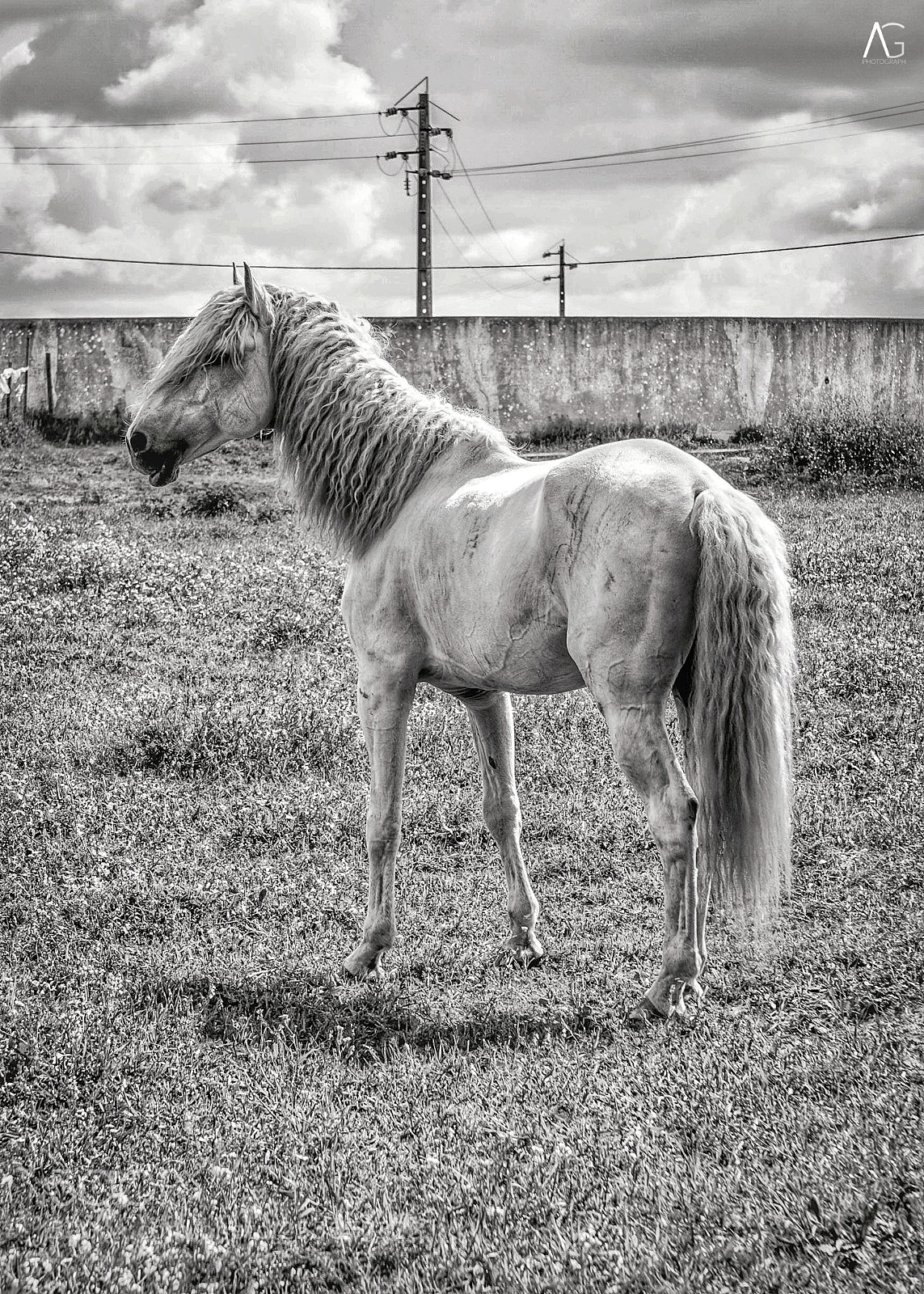 Sony a6000 sample photo. "equus ferus caballus" photography