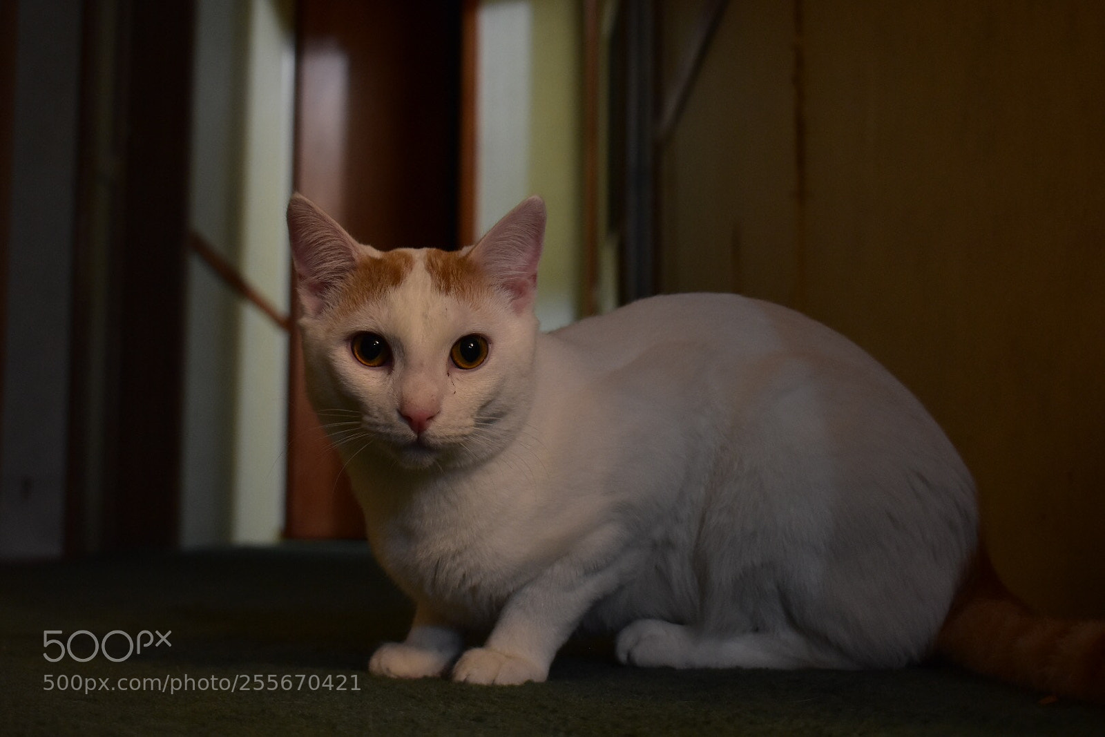 Nikon D3400 sample photo. Untitled photography