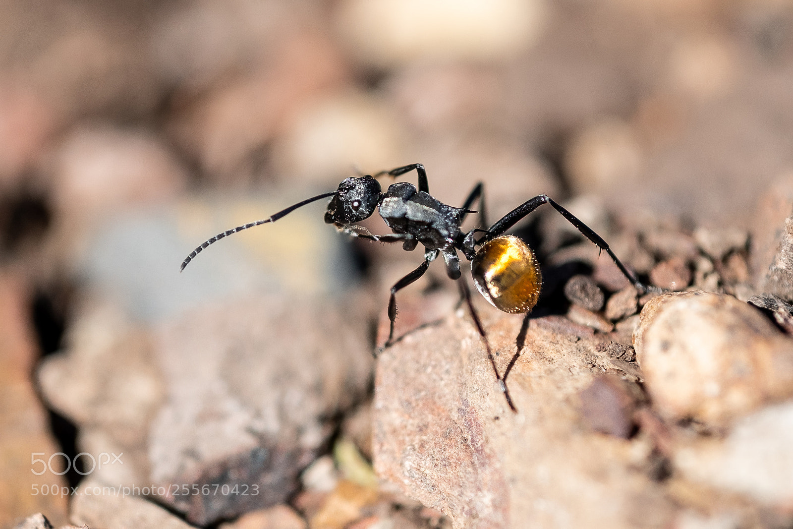 Fujifilm X-T2 sample photo. Fancy bottom ant photography