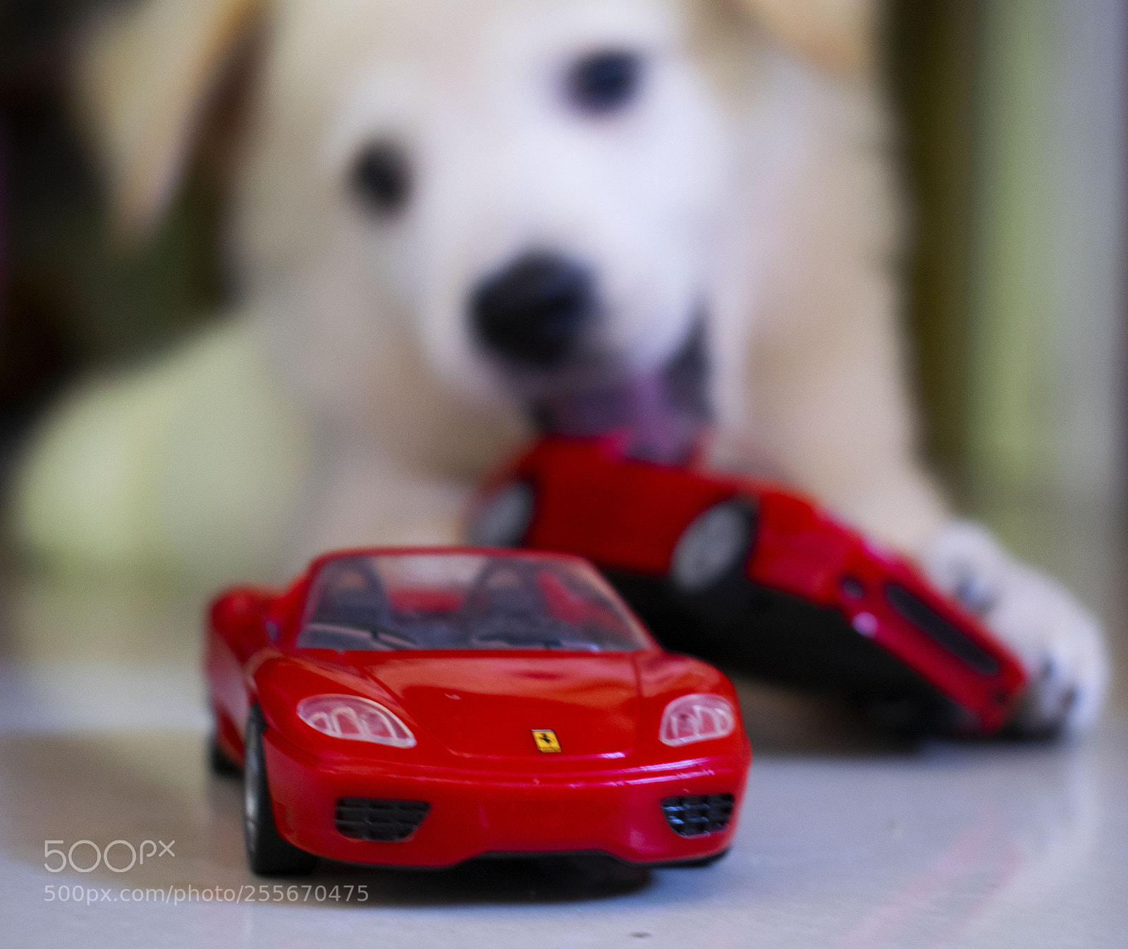Nikon D3300 sample photo. Small photography