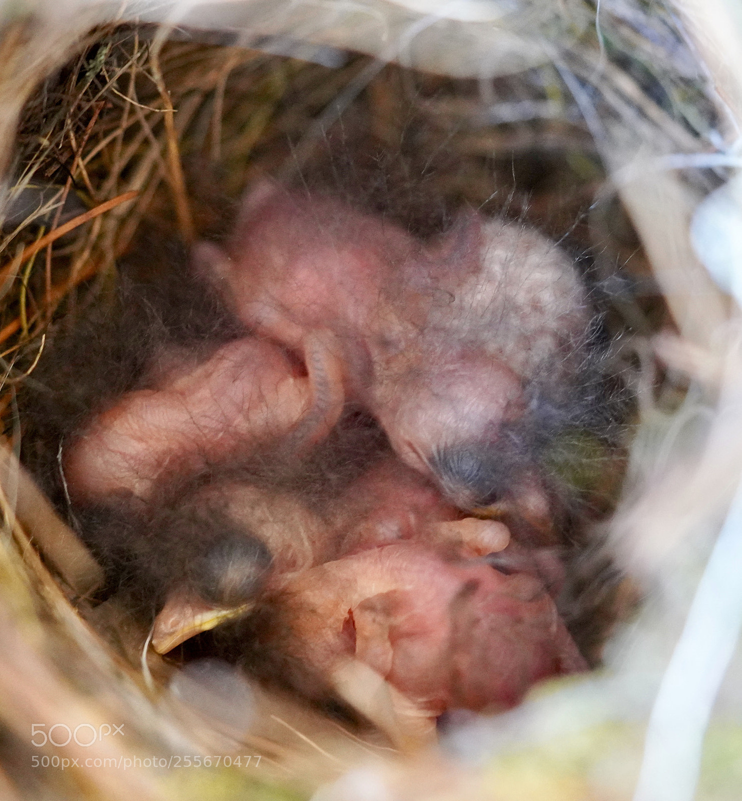 Sony a7R III sample photo. Wren bird nest photography