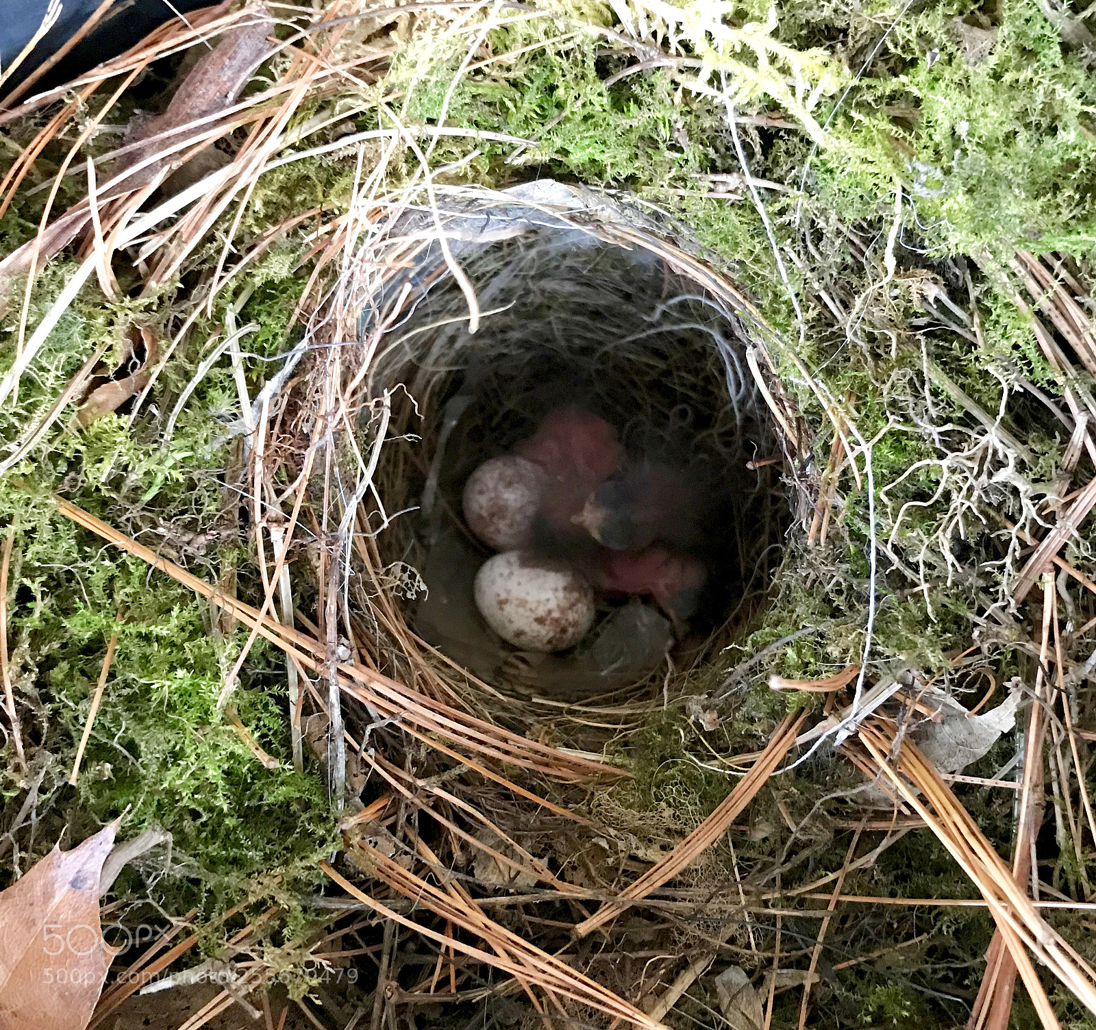 Apple iPhone 7 sample photo. Wren bird nest photography