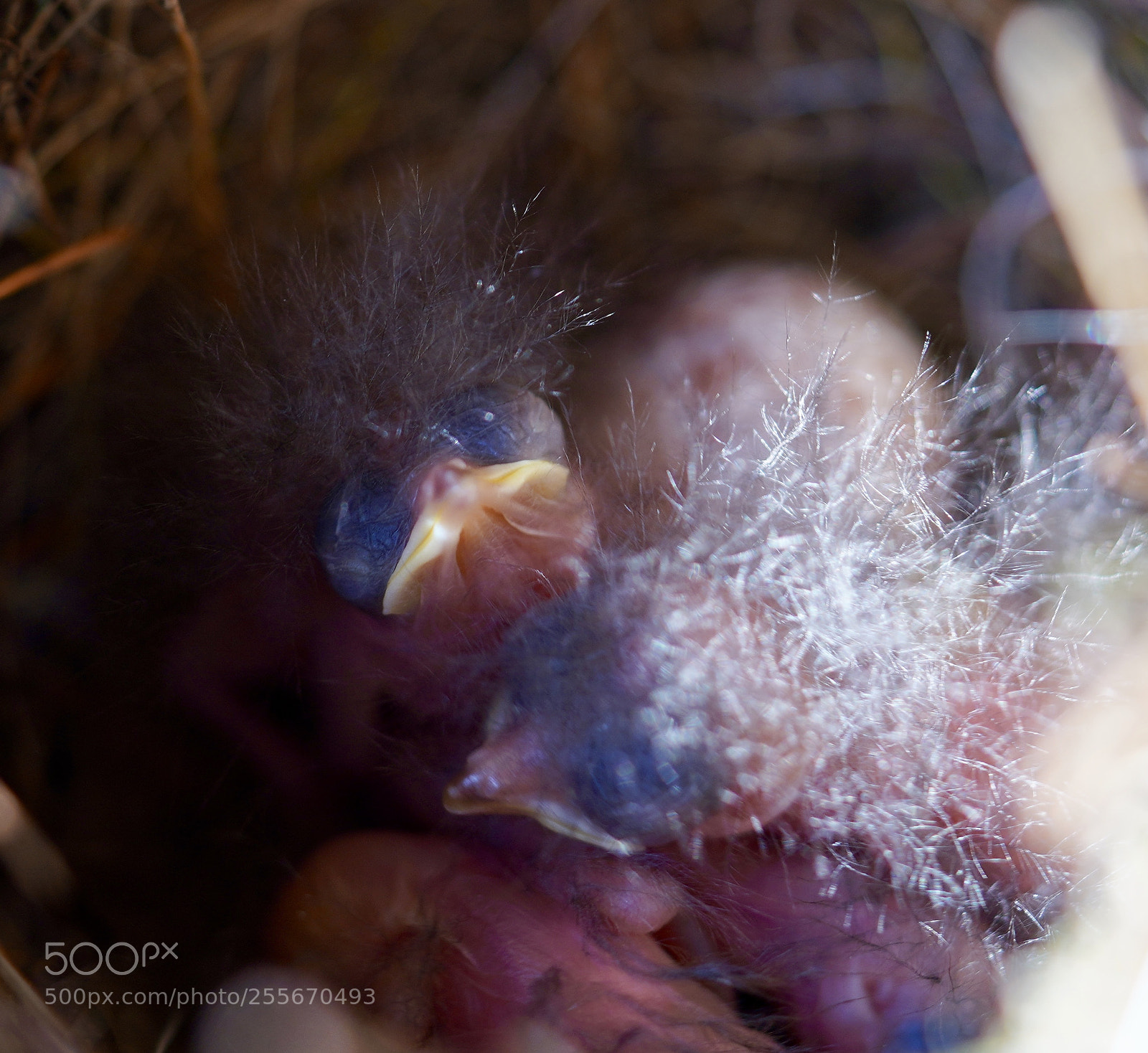 Sony a7R III sample photo. Baby wrens photography