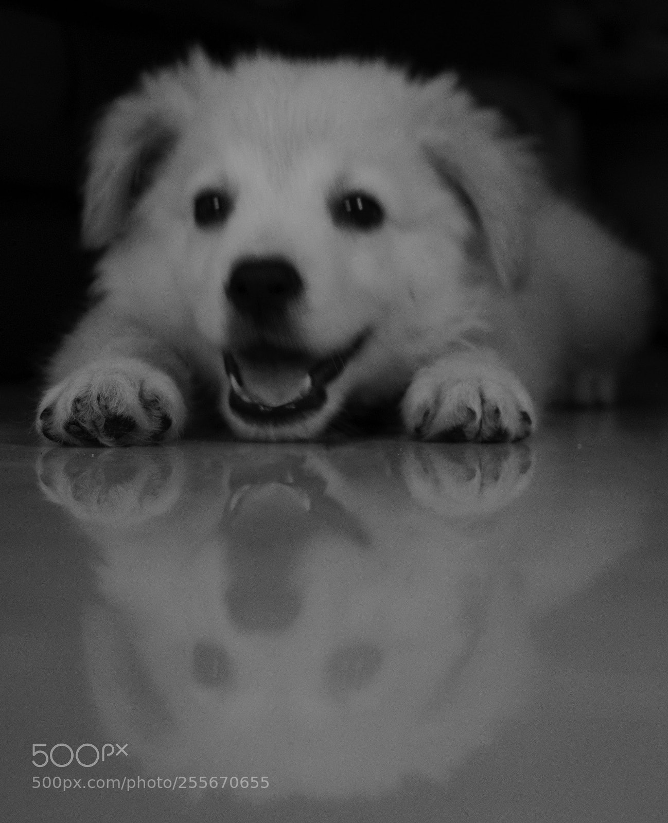 Nikon D3300 sample photo. Puppy reflections photography