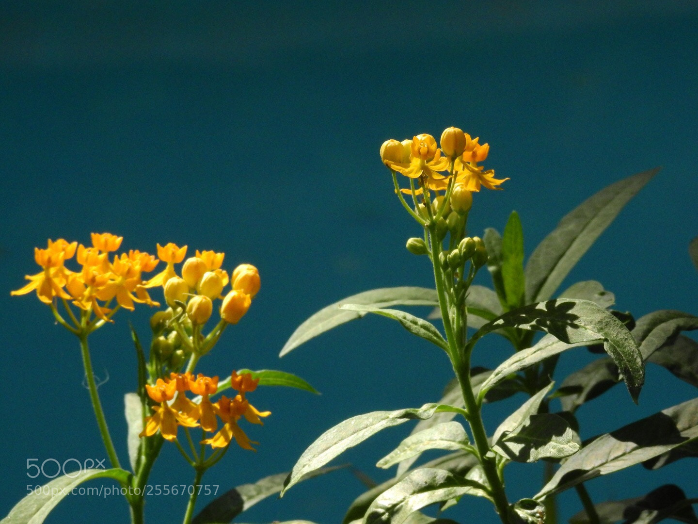 Nikon Coolpix P900 sample photo. Flowers  photography
