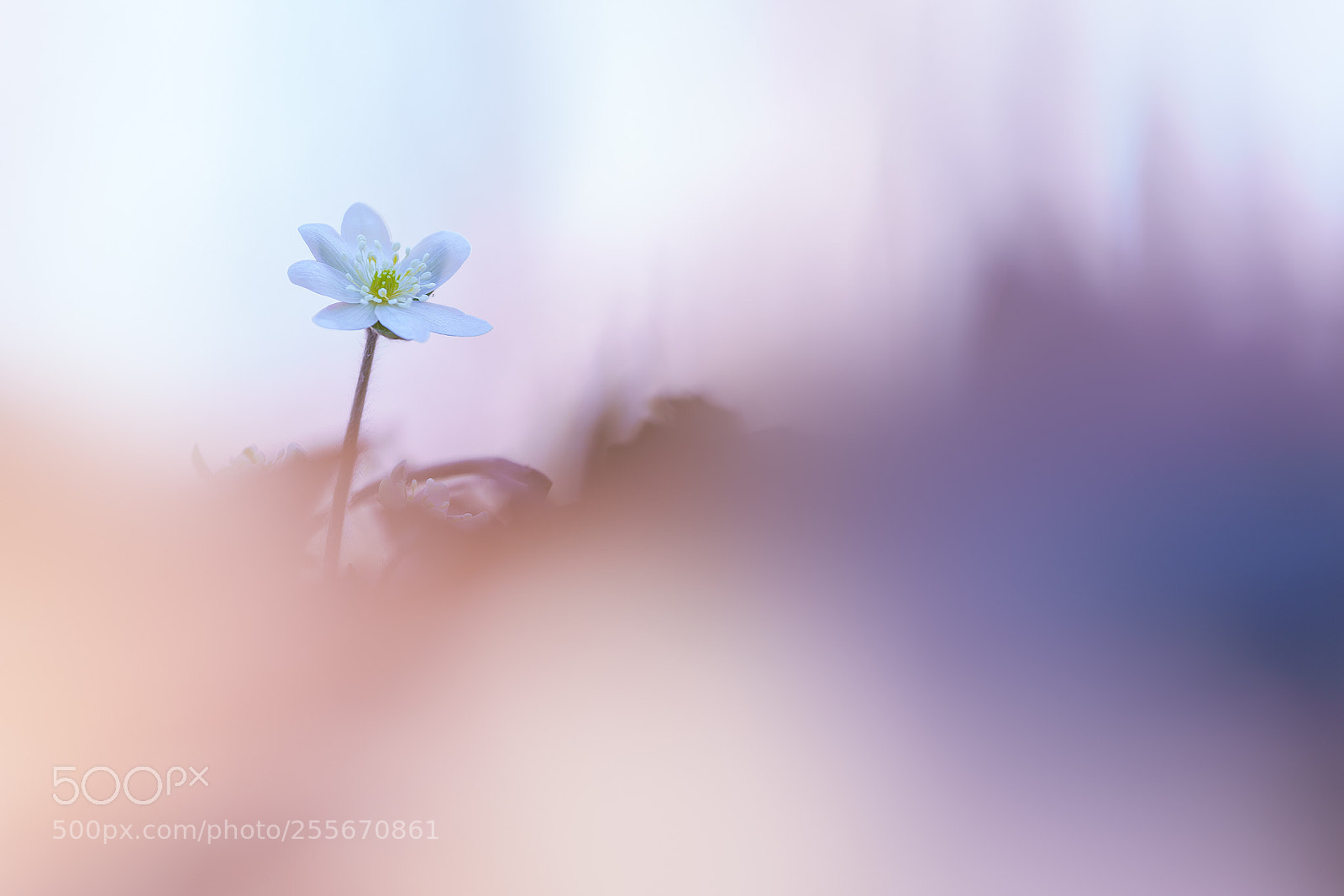 Sony a7R II sample photo. Spring colors photography