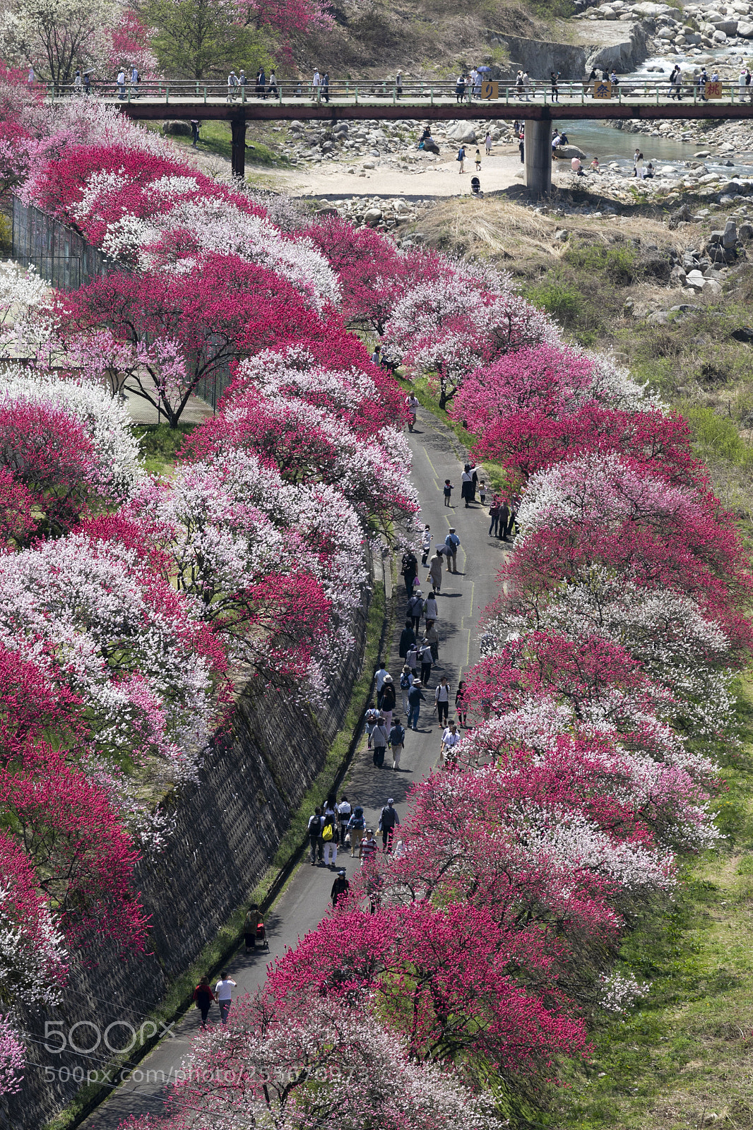 Canon EOS 5D Mark IV sample photo. 桃源郷の里 photography