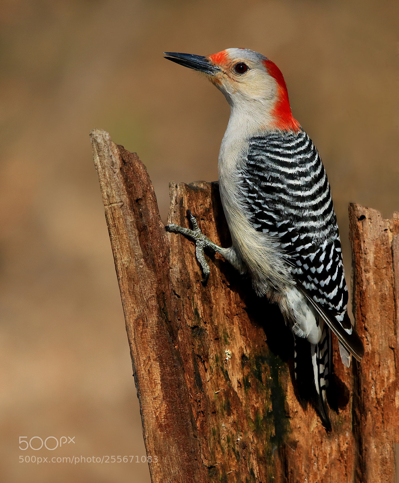Canon EOS 750D (EOS Rebel T6i / EOS Kiss X8i) sample photo. Red bellied woodpecker photography