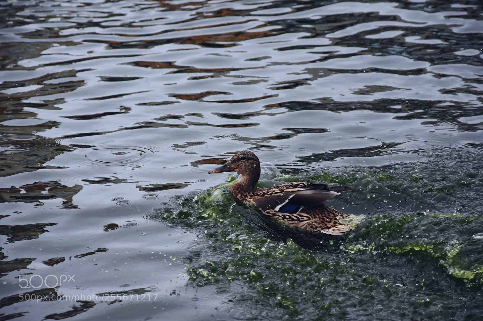 Nikon D7200 sample photo. Splash! photography