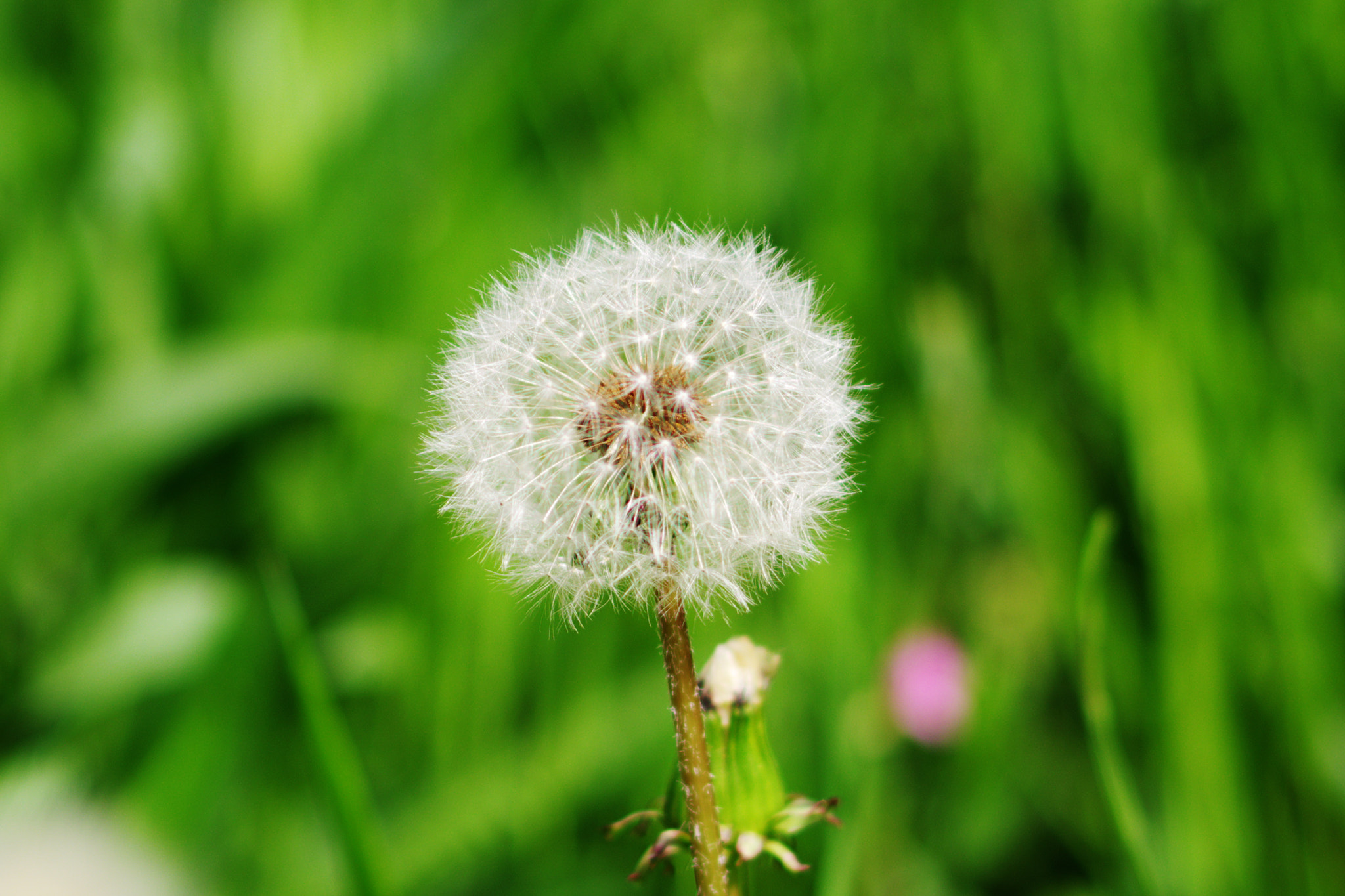 Pentax K-70 sample photo. Dandelion seeds photography