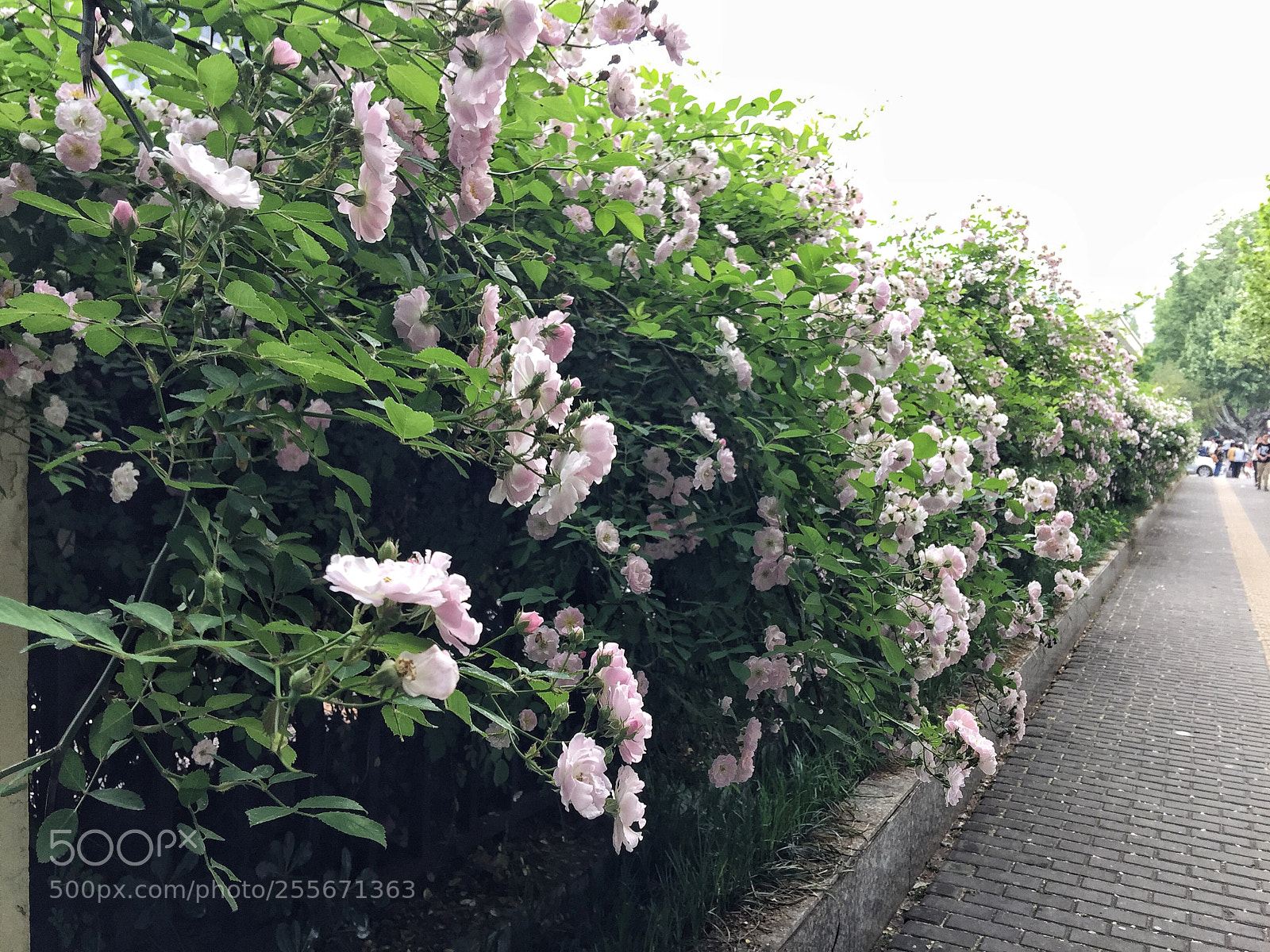 Apple iPhone 6 Plus sample photo. Untitled photography