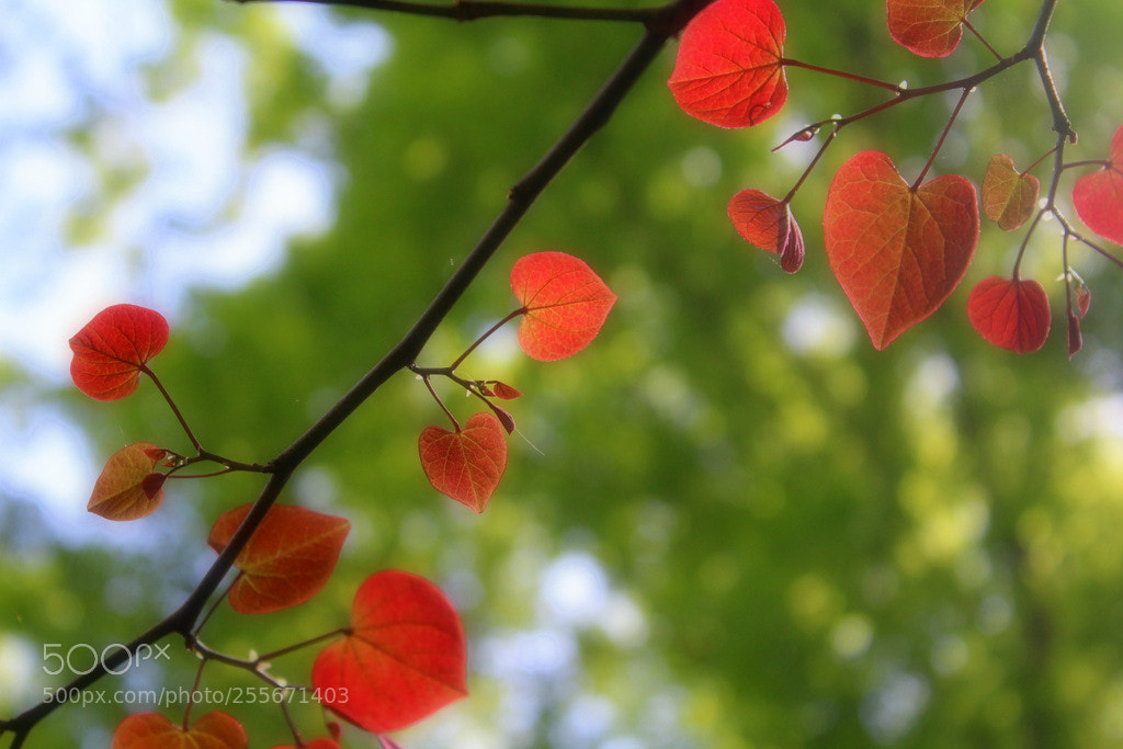 Canon EOS 1200D (EOS Rebel T5 / EOS Kiss X70 / EOS Hi) sample photo. Hearts in nature photography