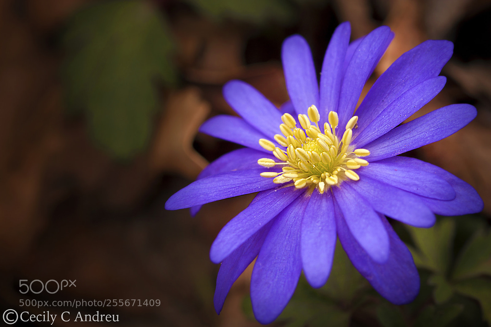 Canon EOS 40D sample photo. Anemone blanda photography
