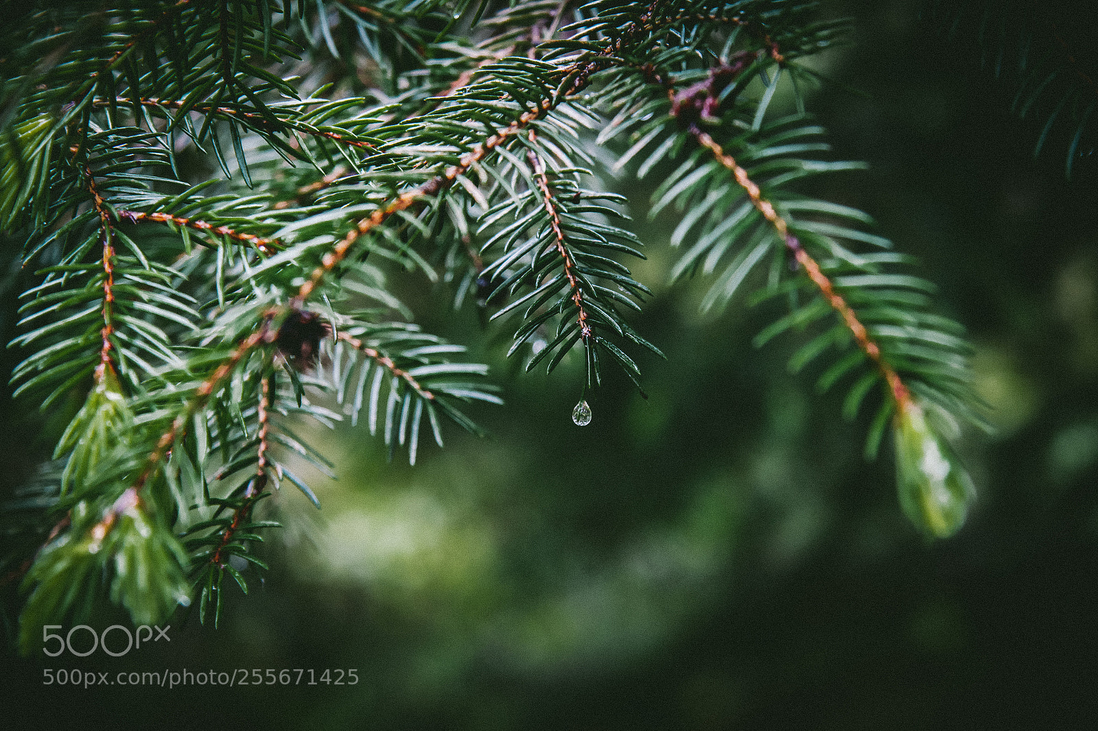 Canon EOS 50D sample photo. One drop photography