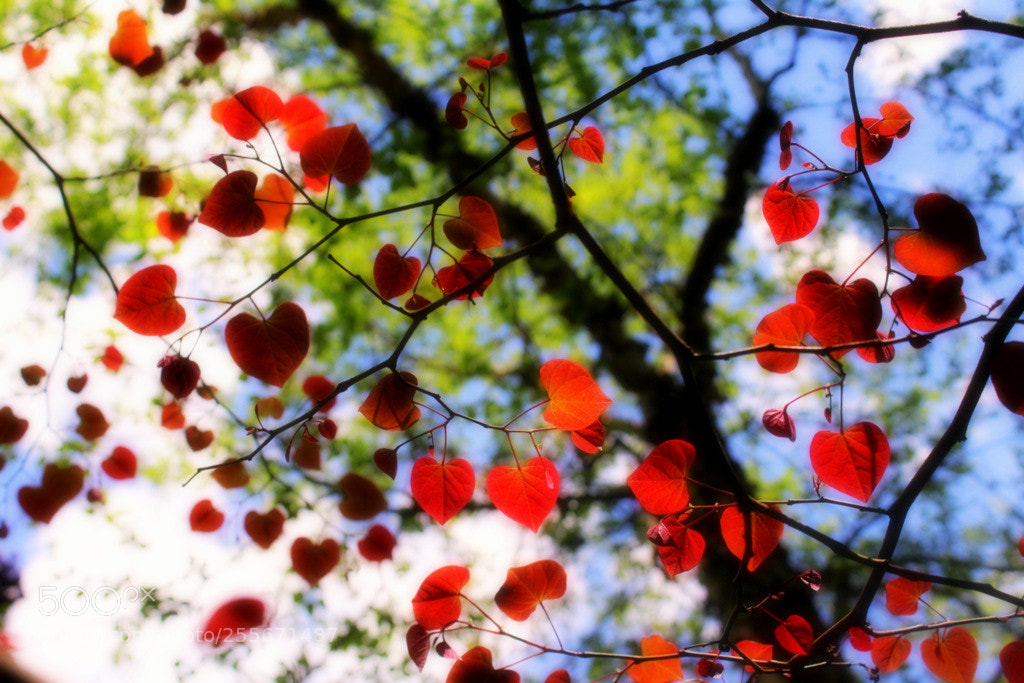 Canon EOS 1200D (EOS Rebel T5 / EOS Kiss X70 / EOS Hi) sample photo. Cascading hearts photography