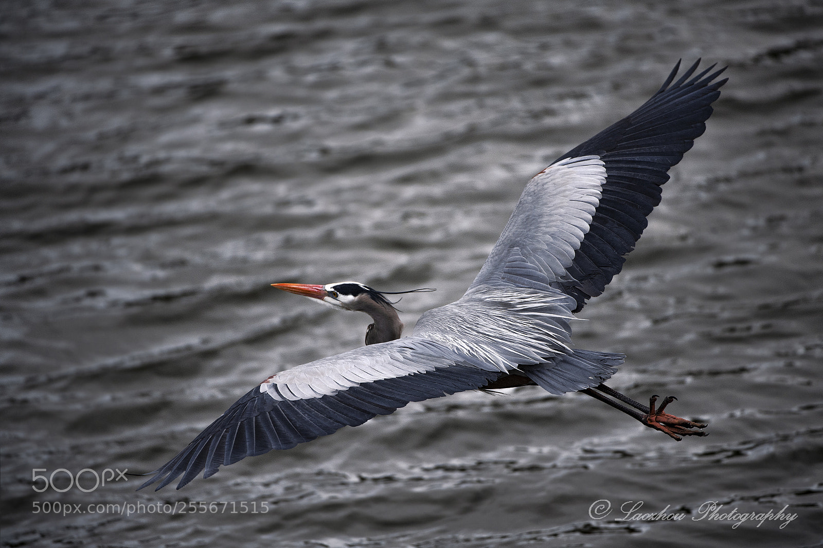 Nikon D5 sample photo. Blue heron photography