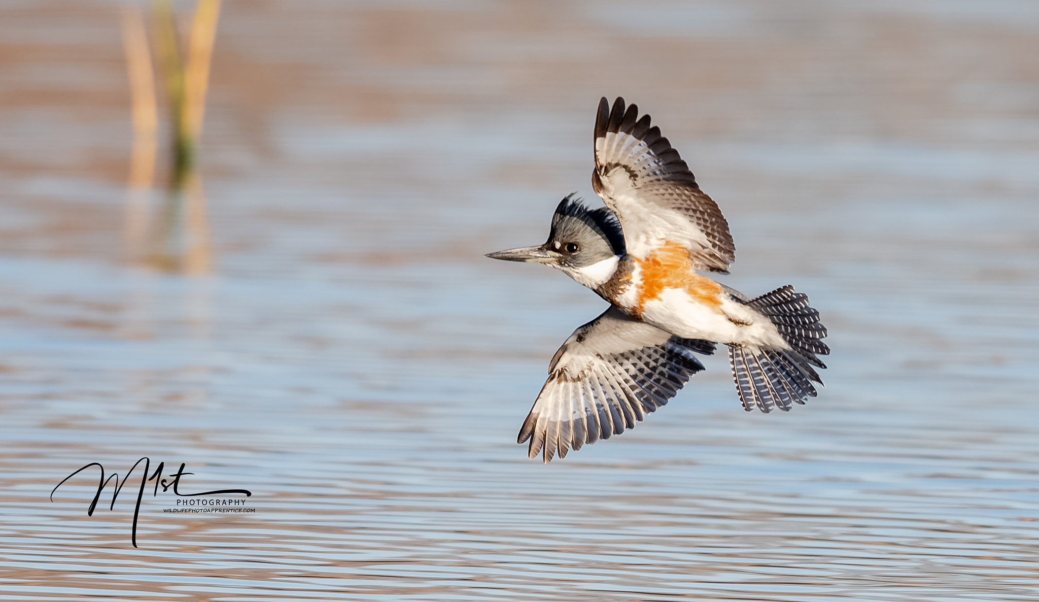 Nikon D500 sample photo. Kingfisher in flight photography