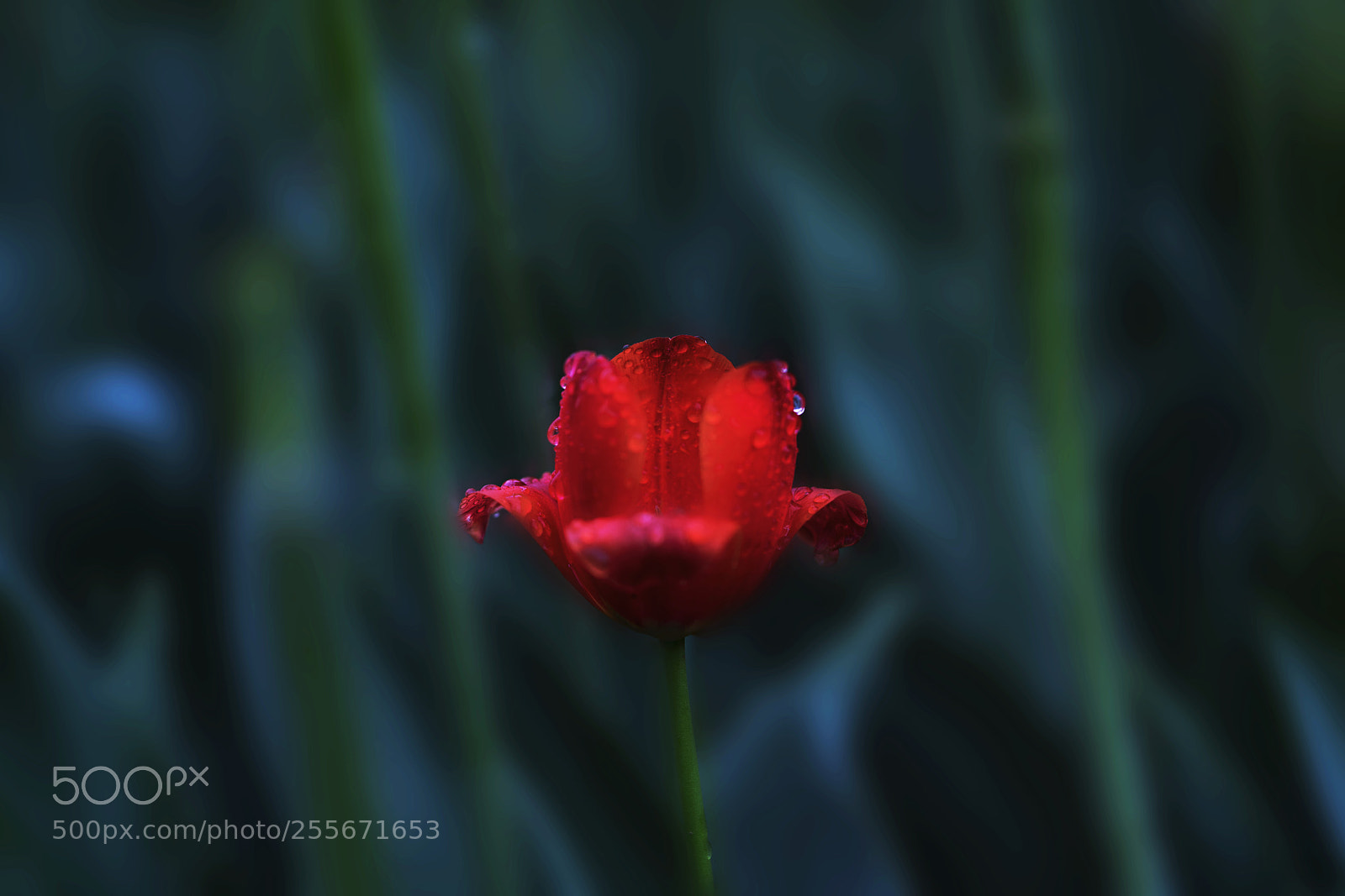 Sony a7R II sample photo. Tulip photography