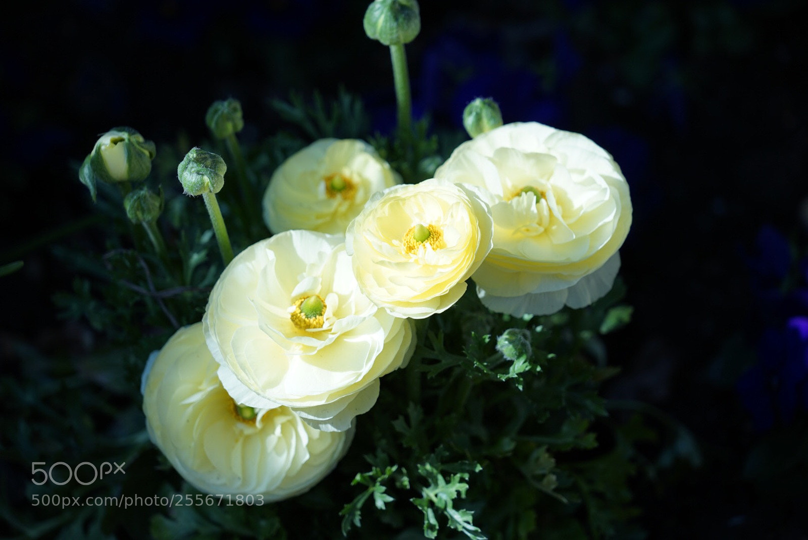 Sony a7 II sample photo. Flowers photography