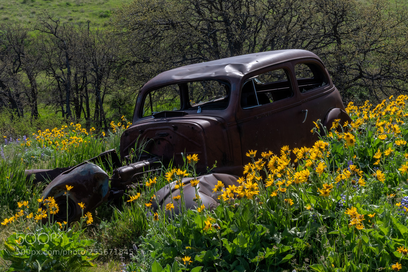 Nikon D500 sample photo. End of the road photography