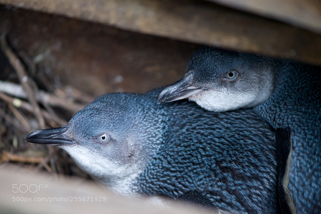 Nikon D600 sample photo. Blue penguins photography