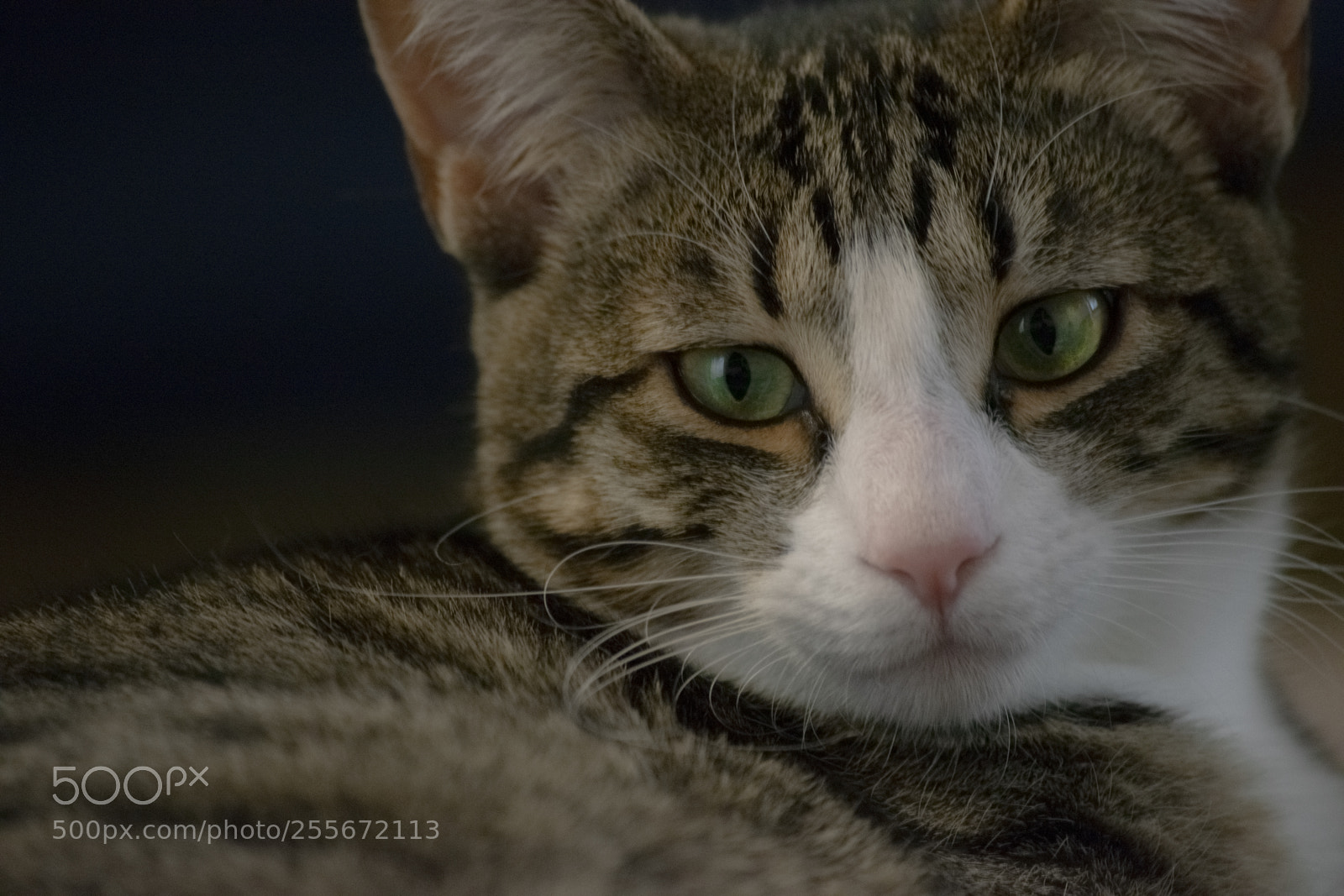 Nikon D3300 sample photo. I'll be watching you photography
