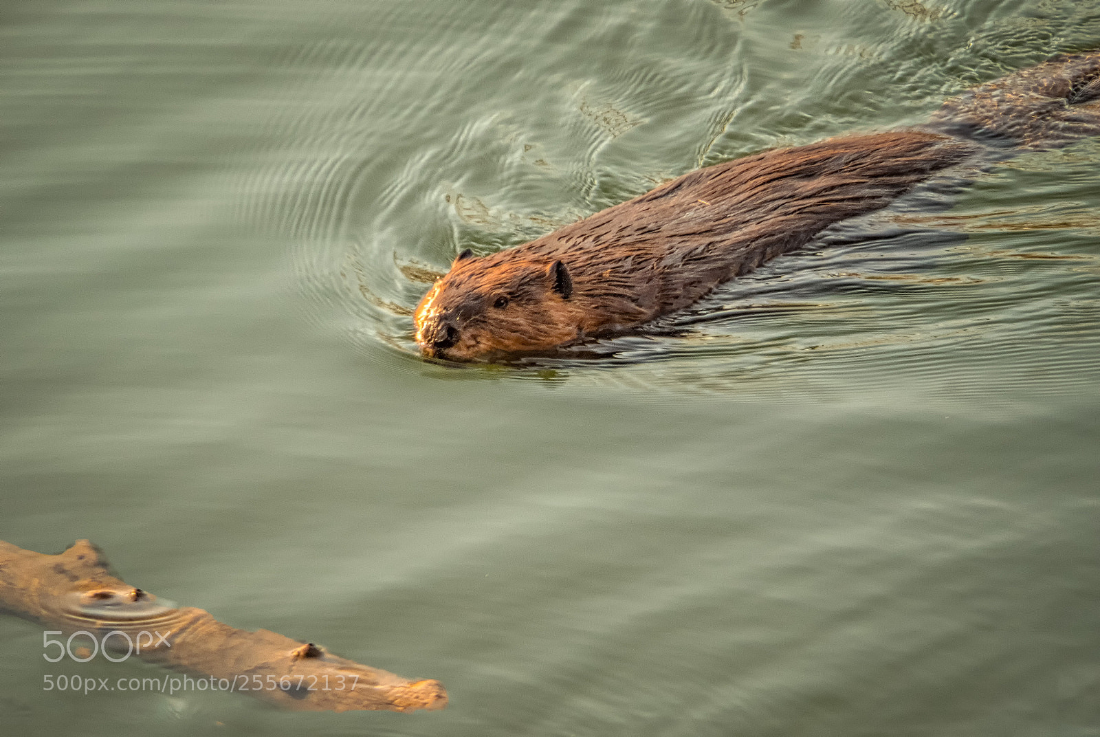 Olympus OM-D E-M1 sample photo. Beaver photography