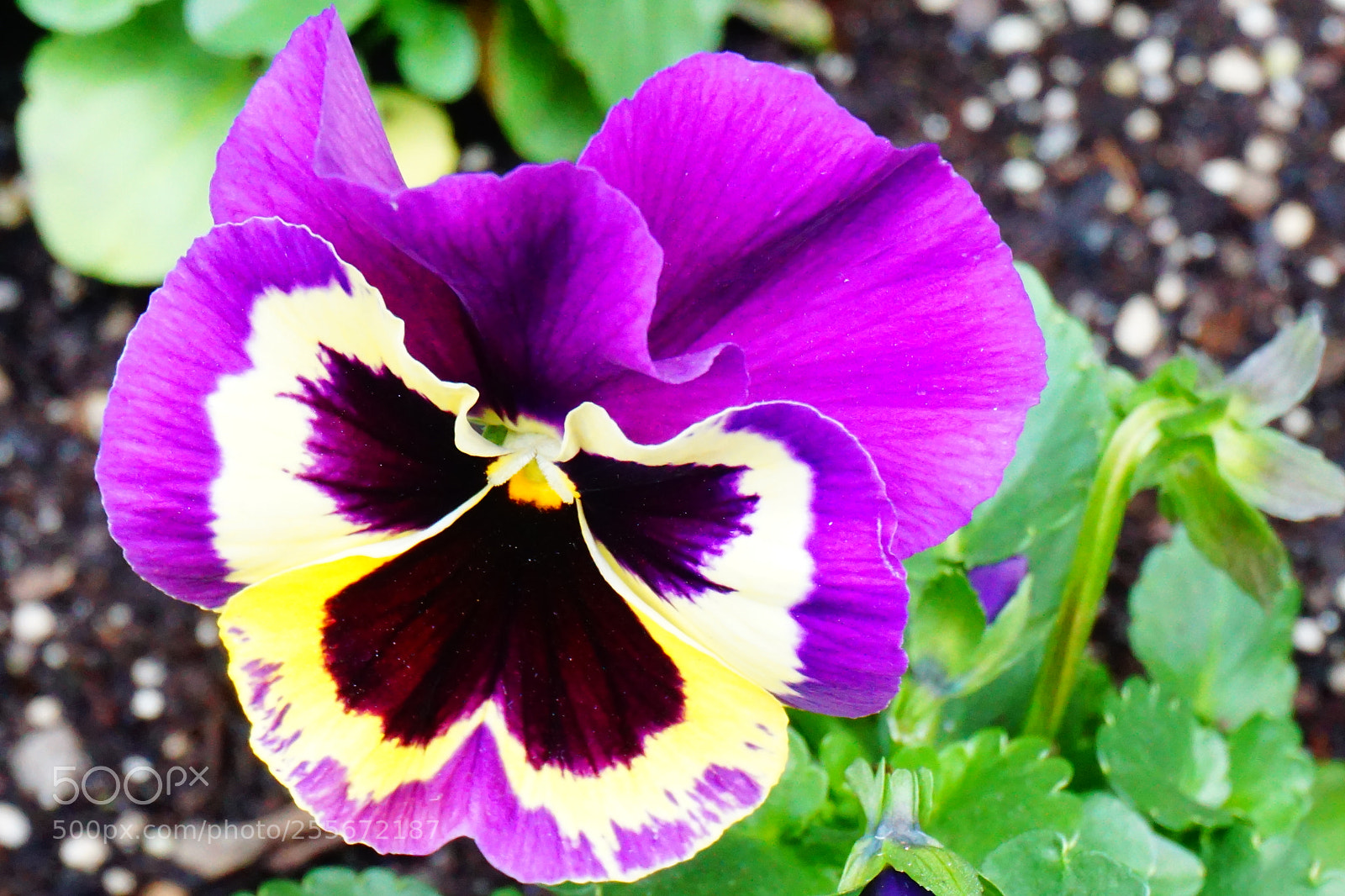 Sony a6000 sample photo. Flower photography