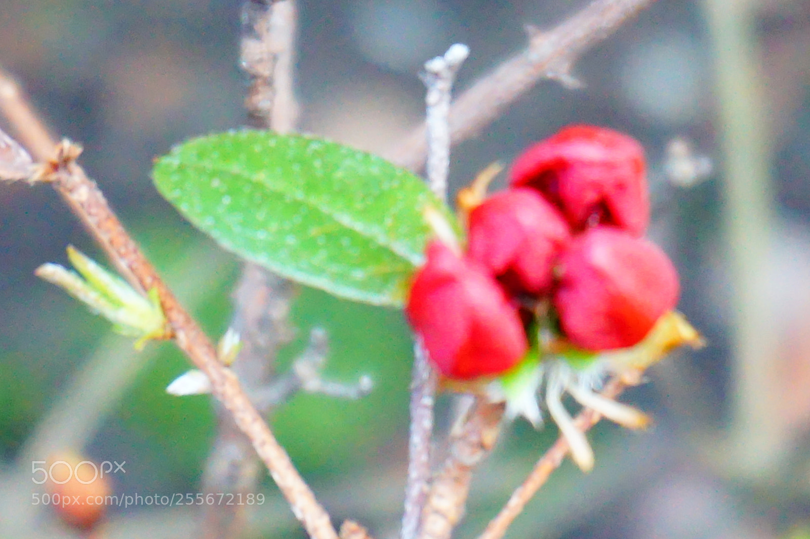 Sony a6000 sample photo. Flower photography