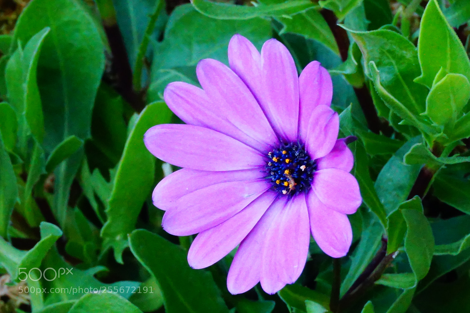 Sony a6000 sample photo. Flower photography