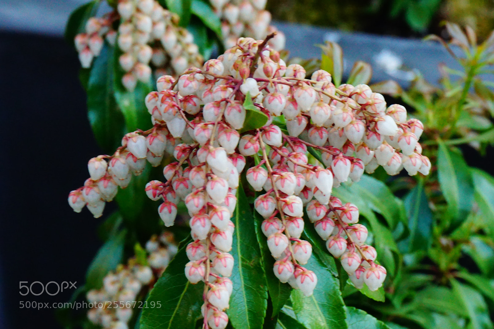 Sony a6000 sample photo. Flower photography