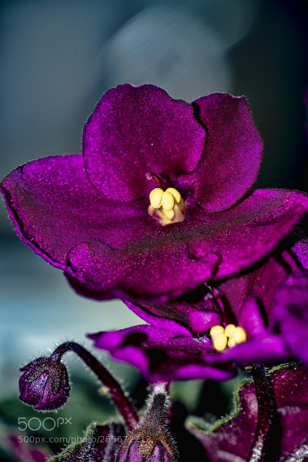 Pentax K-1 sample photo. African violet photography