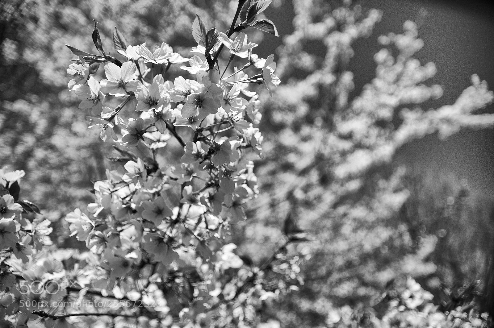 Nikon D300 sample photo. Walk in the park 1 photography