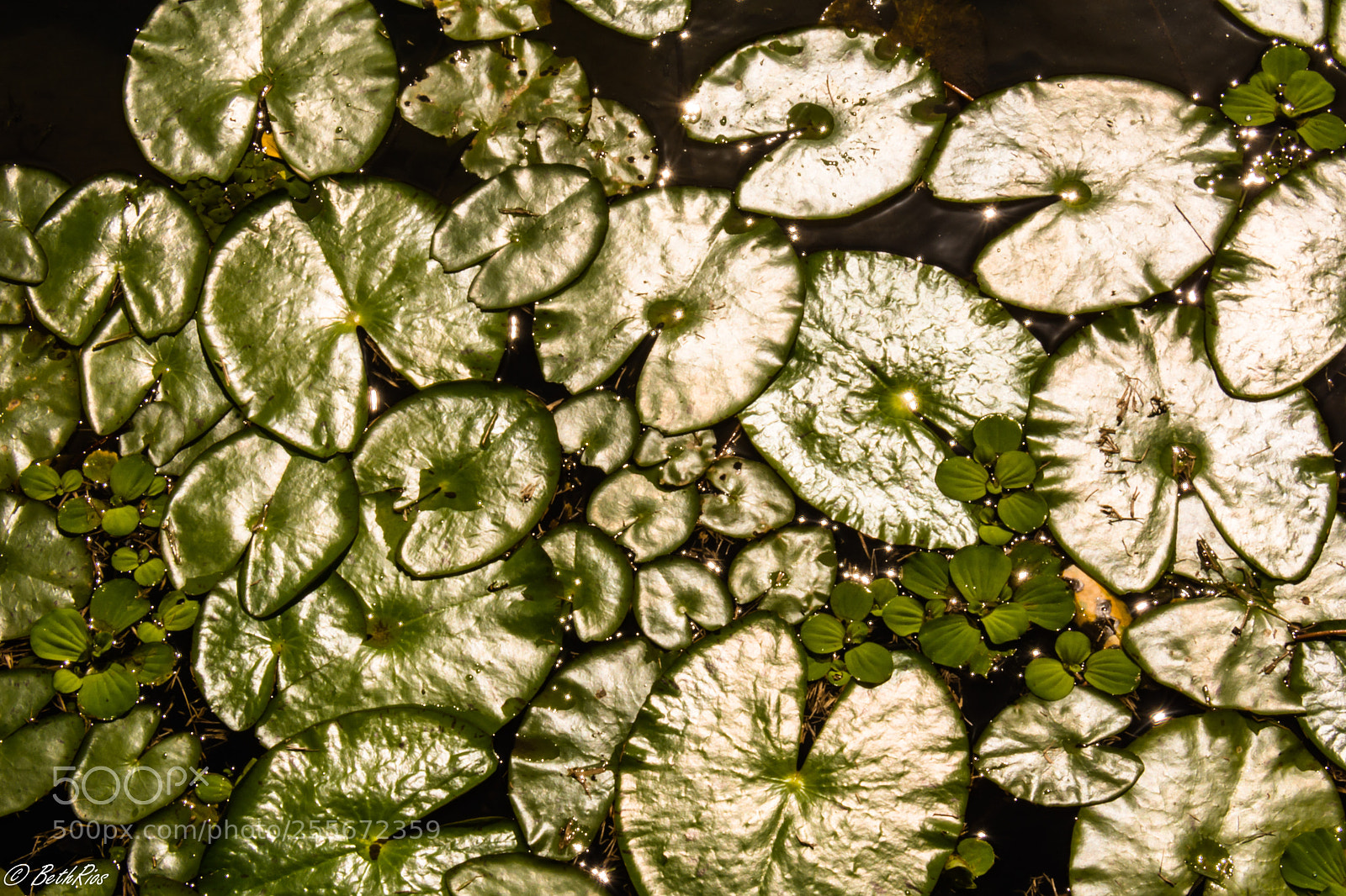 Nikon D7100 sample photo. Green fantasy photography