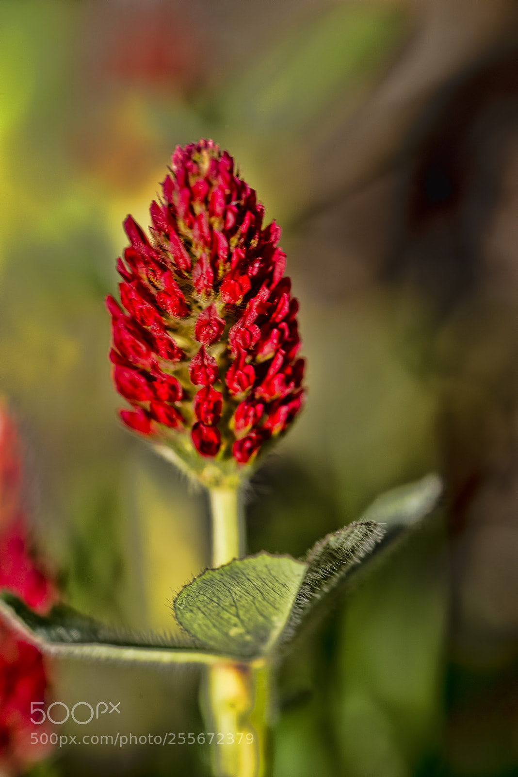Pentax K-1 sample photo. Crimson clover photography