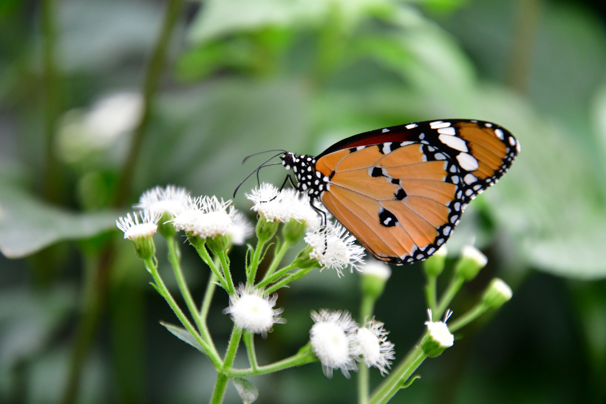 Nikon D7500 sample photo. Brown butterfly  photography
