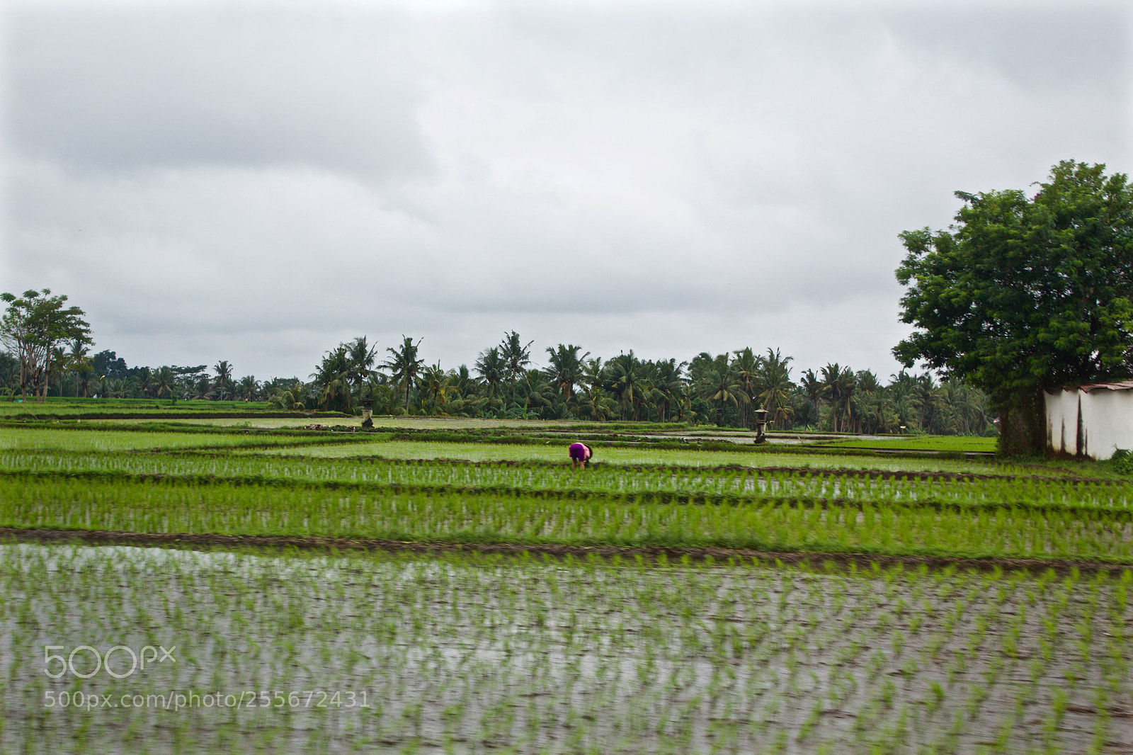 Canon EOS 1200D (EOS Rebel T5 / EOS Kiss X70 / EOS Hi) sample photo. Rice field in bali. photography
