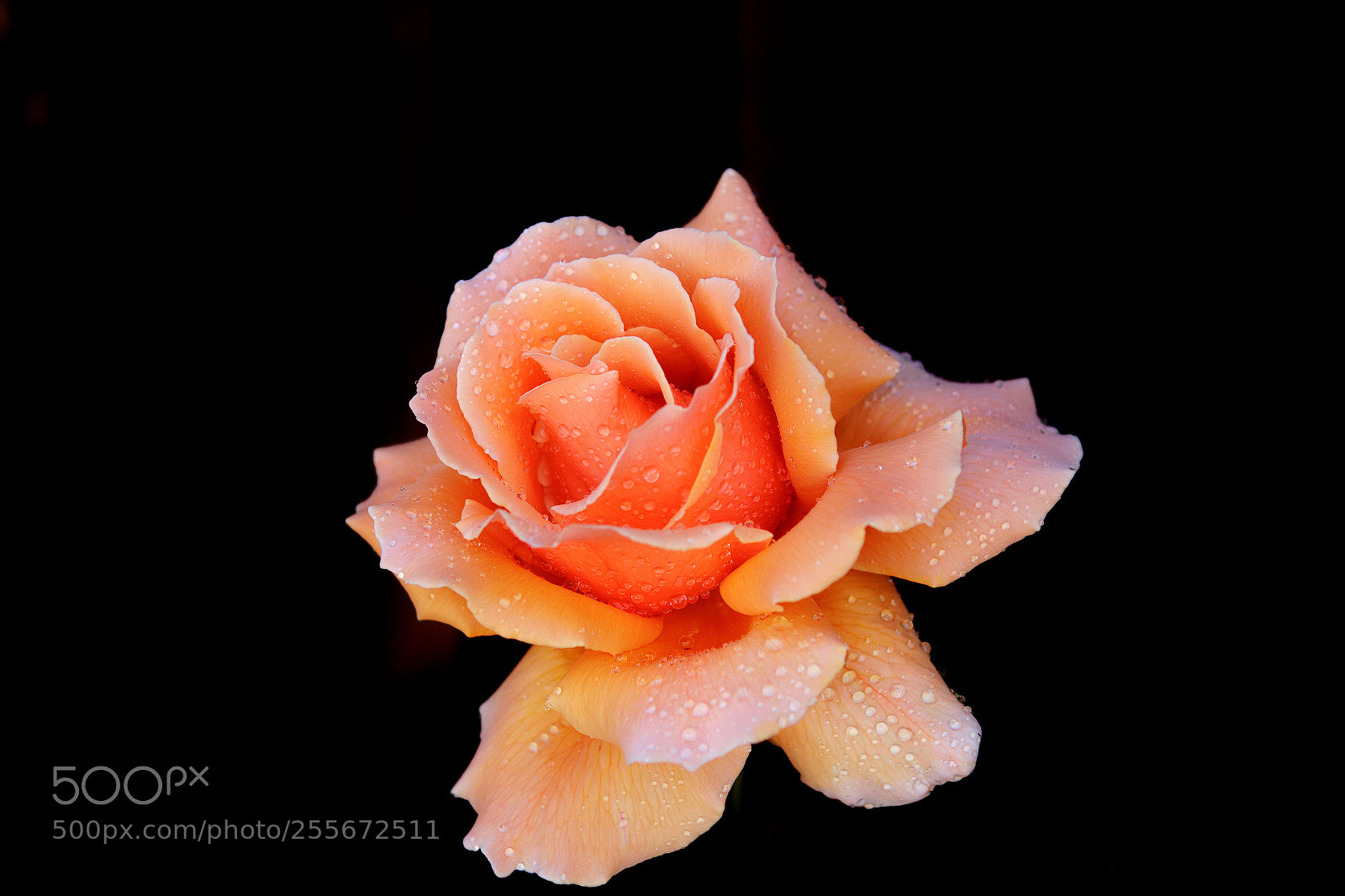 Canon EOS 50D sample photo. Rose photography