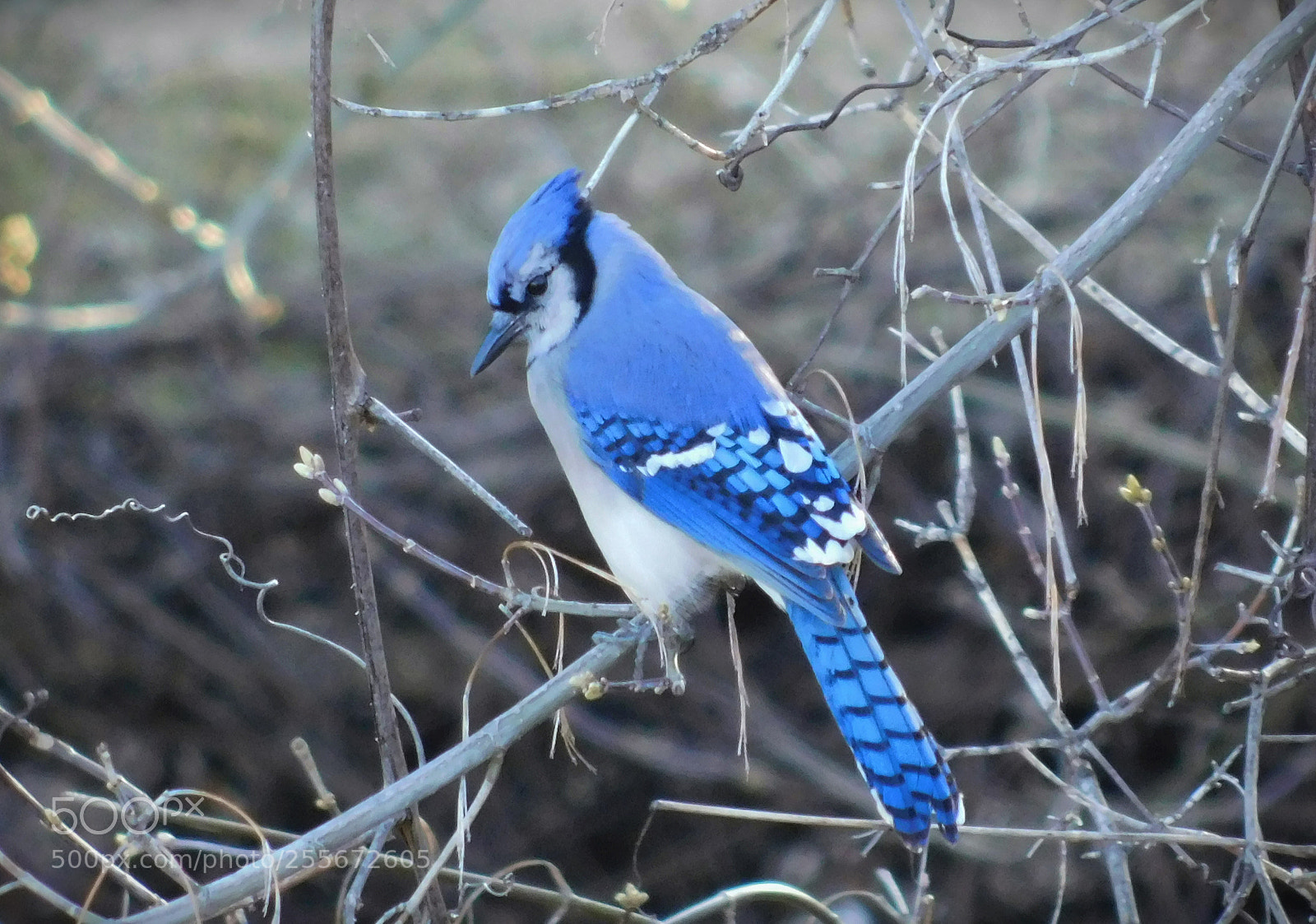 Nikon Coolpix B500 sample photo. Blue jay photography