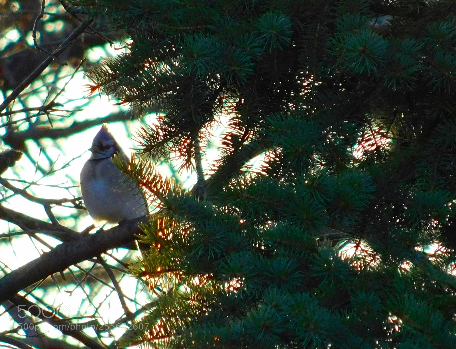 Nikon Coolpix B500 sample photo. Blue jays ans pine photography