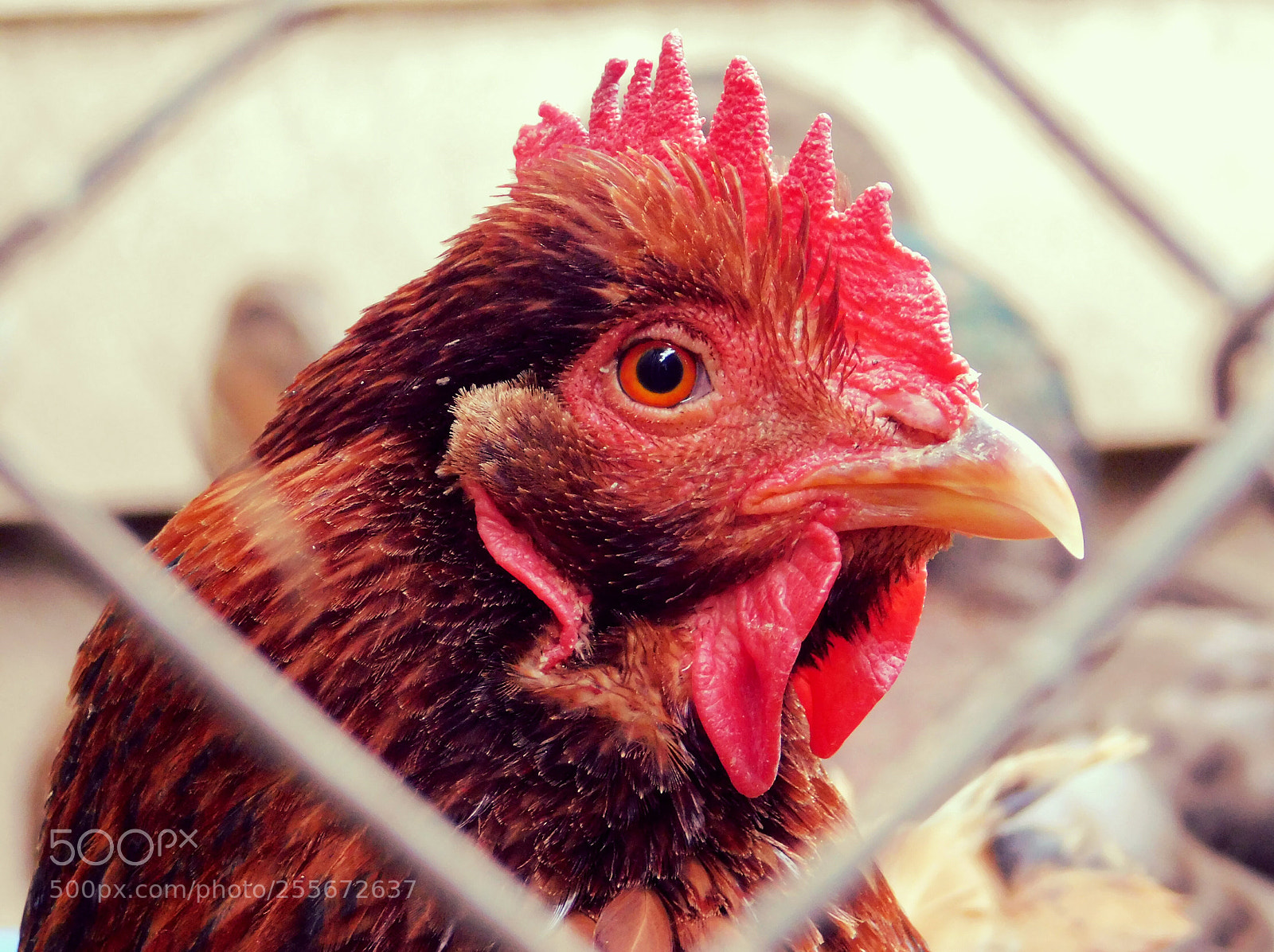 Nikon Coolpix B500 sample photo. The chicken photography