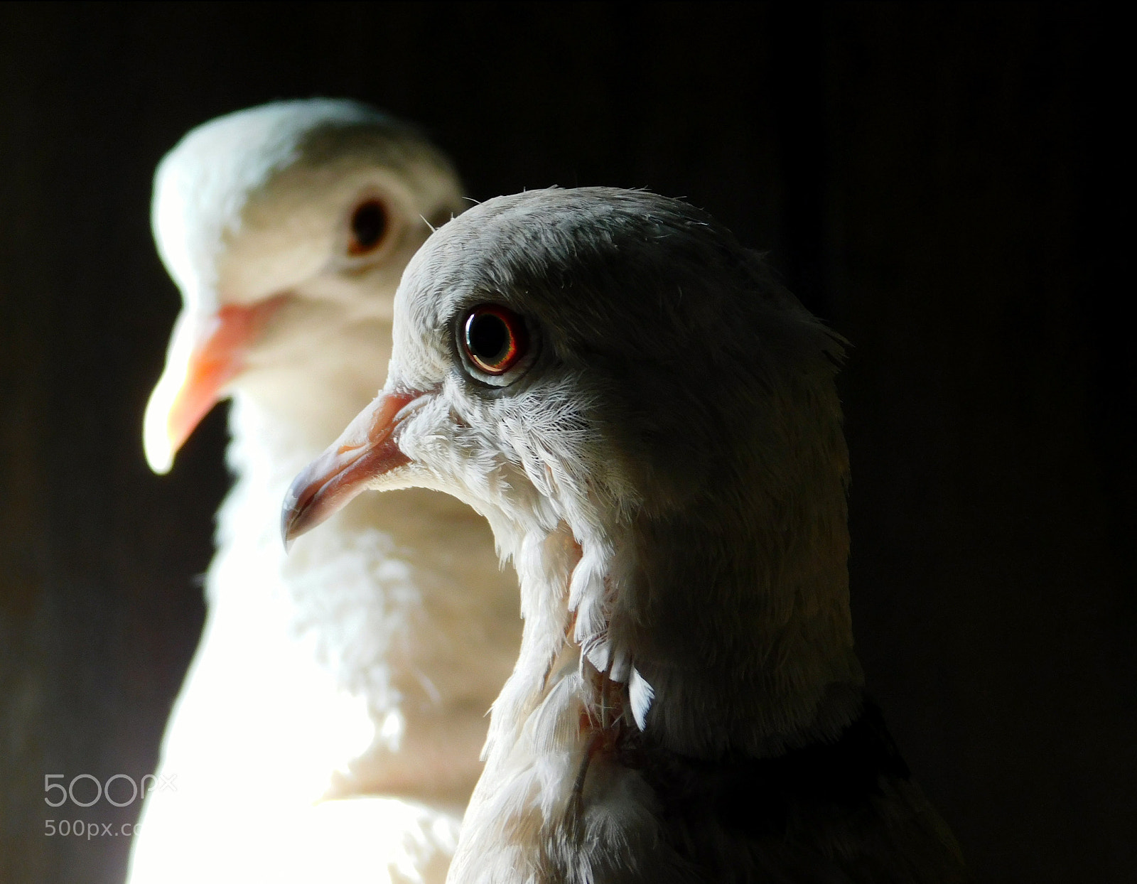 Nikon Coolpix B500 sample photo. The caged doves photography