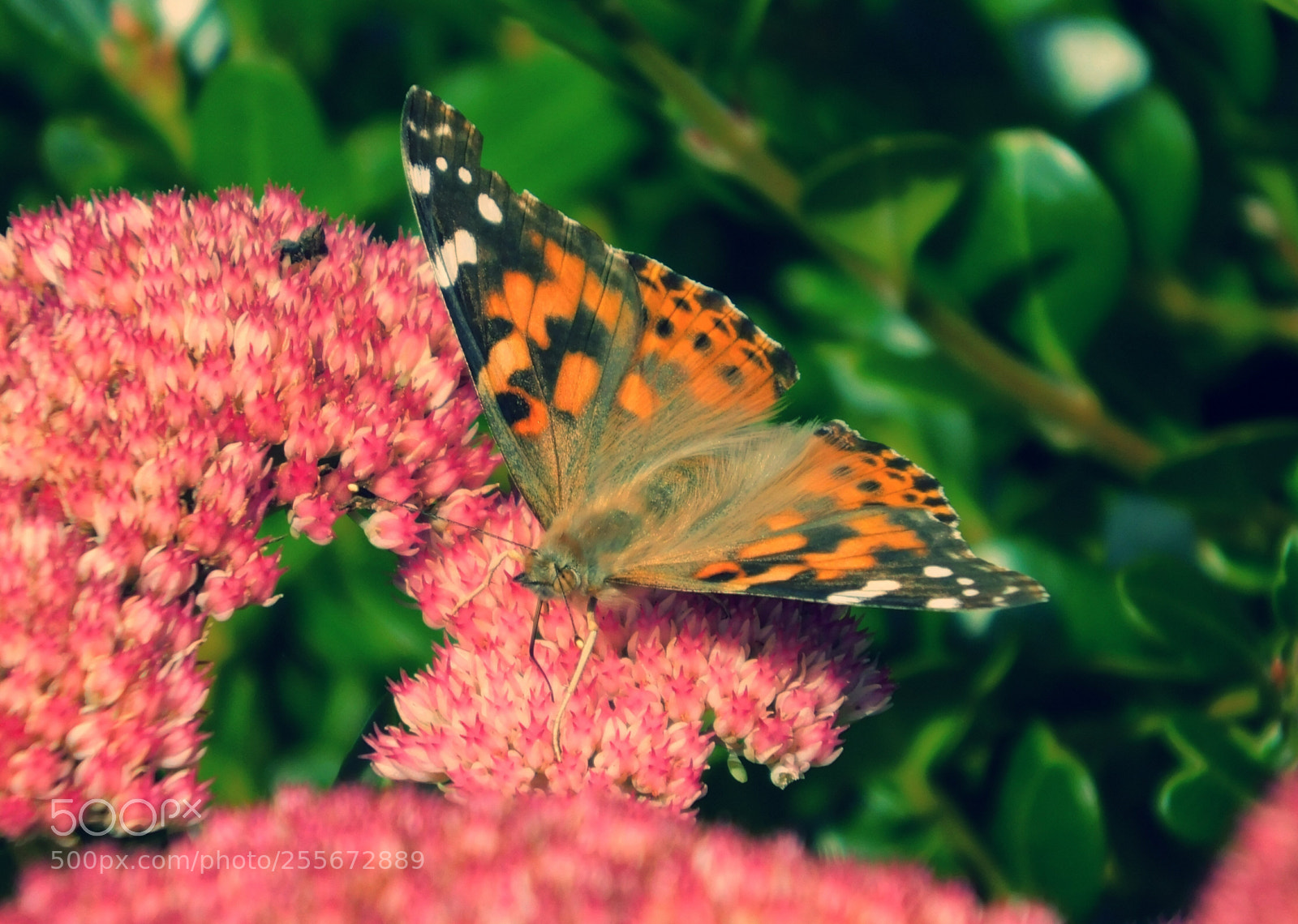 Nikon Coolpix B500 sample photo. A beeautiful place to photography
