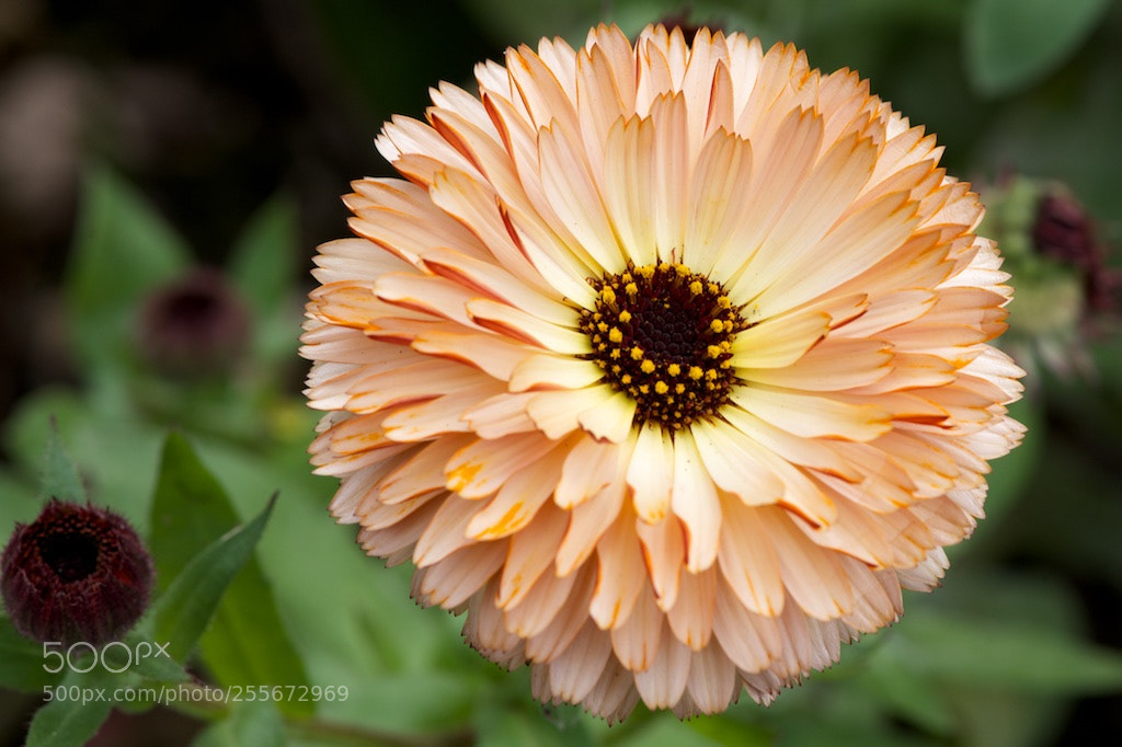 Nikon D600 sample photo. Orange cream flower photography
