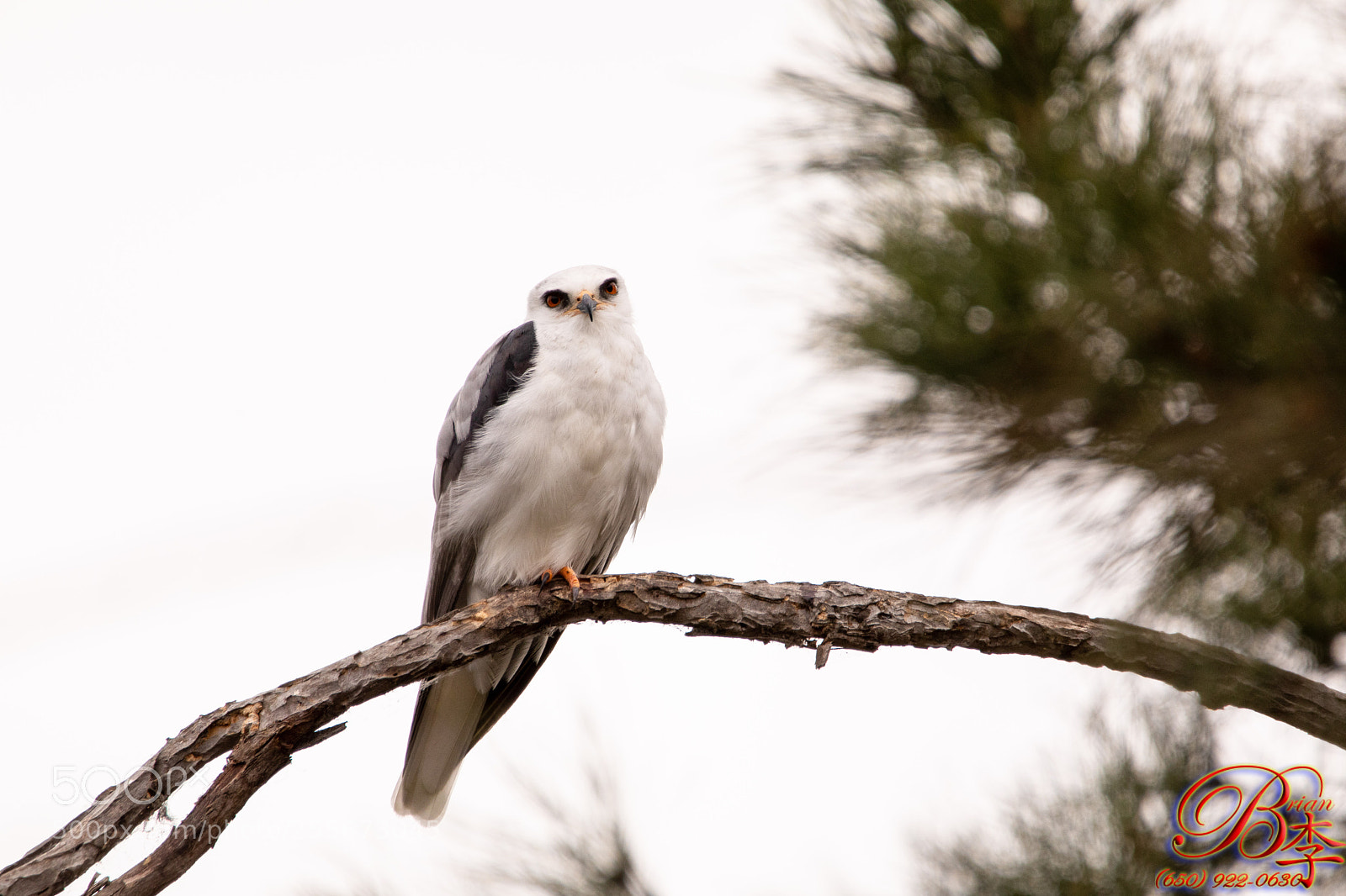 Canon EOS 5D Mark IV sample photo. Black shouldered kite photography