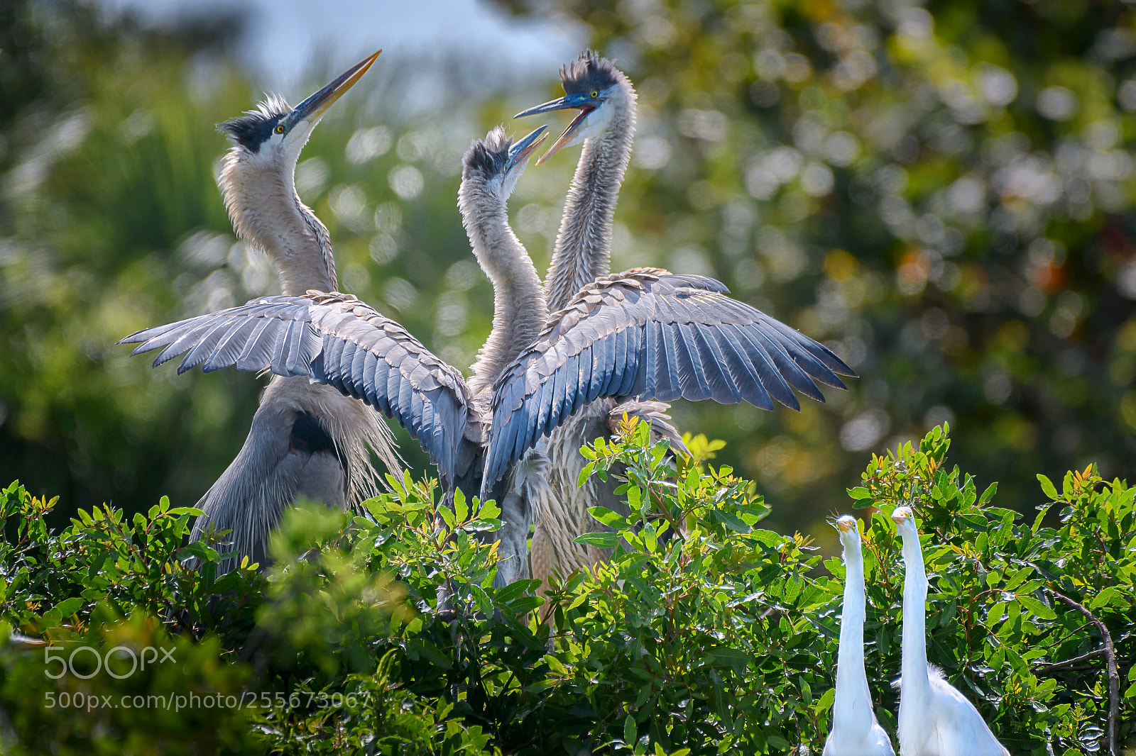Nikon D500 sample photo. Great blue heron chicks photography