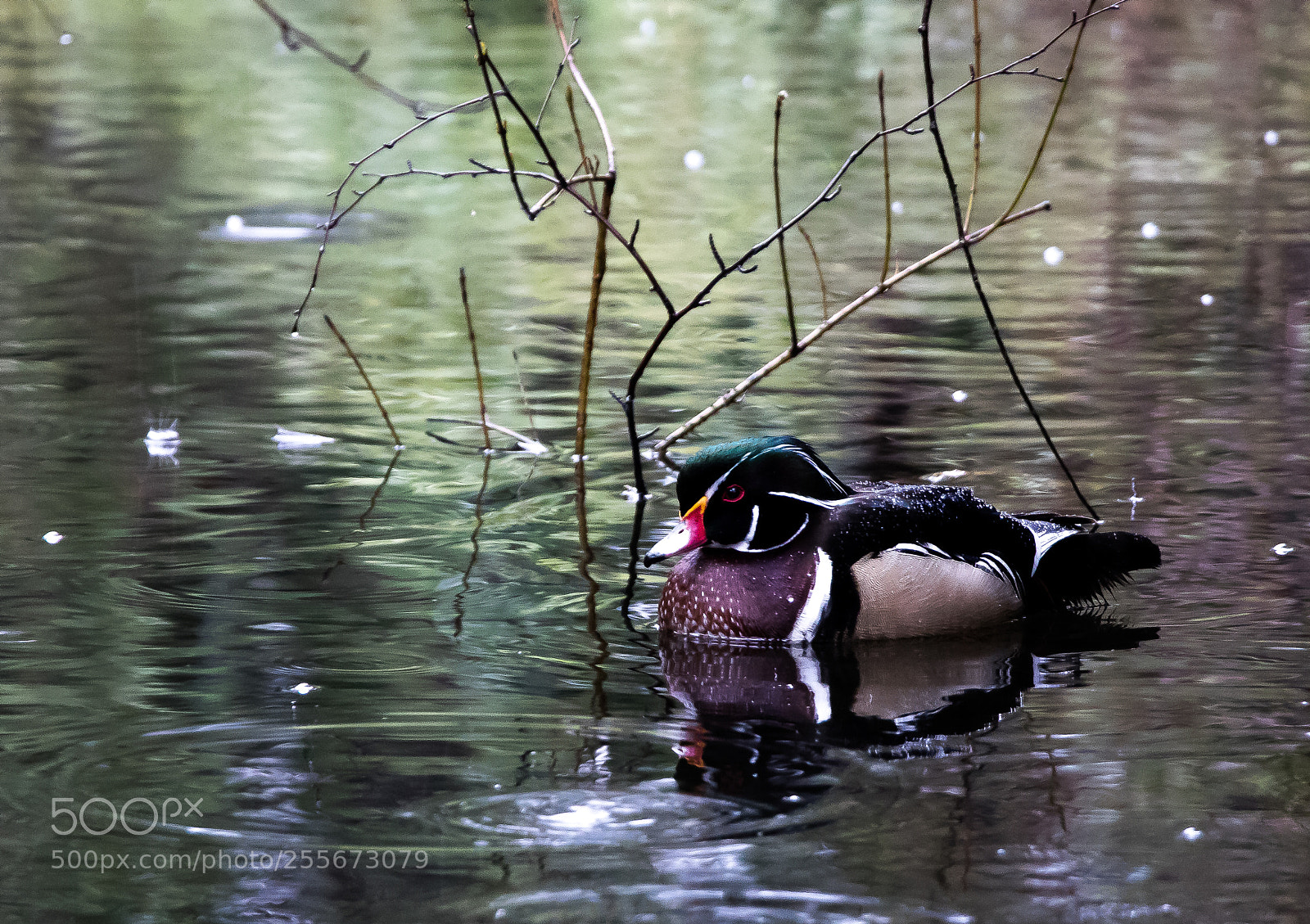 Canon EOS 77D (EOS 9000D / EOS 770D) sample photo. Img photography