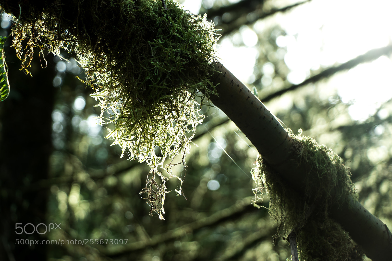 Canon EOS 77D (EOS 9000D / EOS 770D) sample photo. Img photography